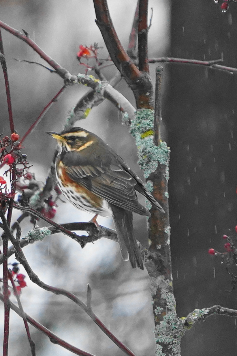 cold sassello thrush