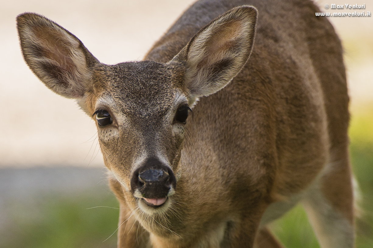 key deer's honey look