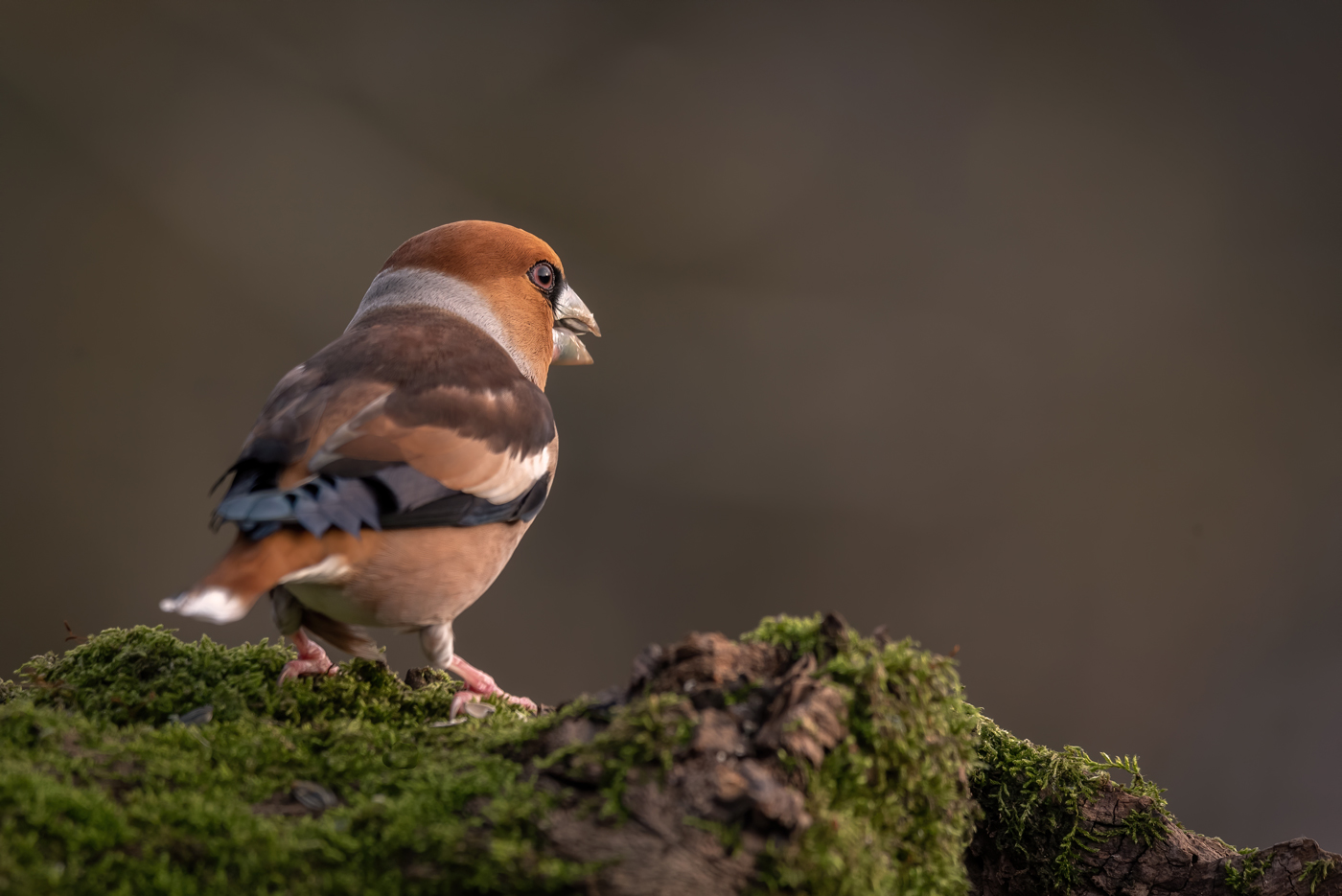 Forosone alle prime luci