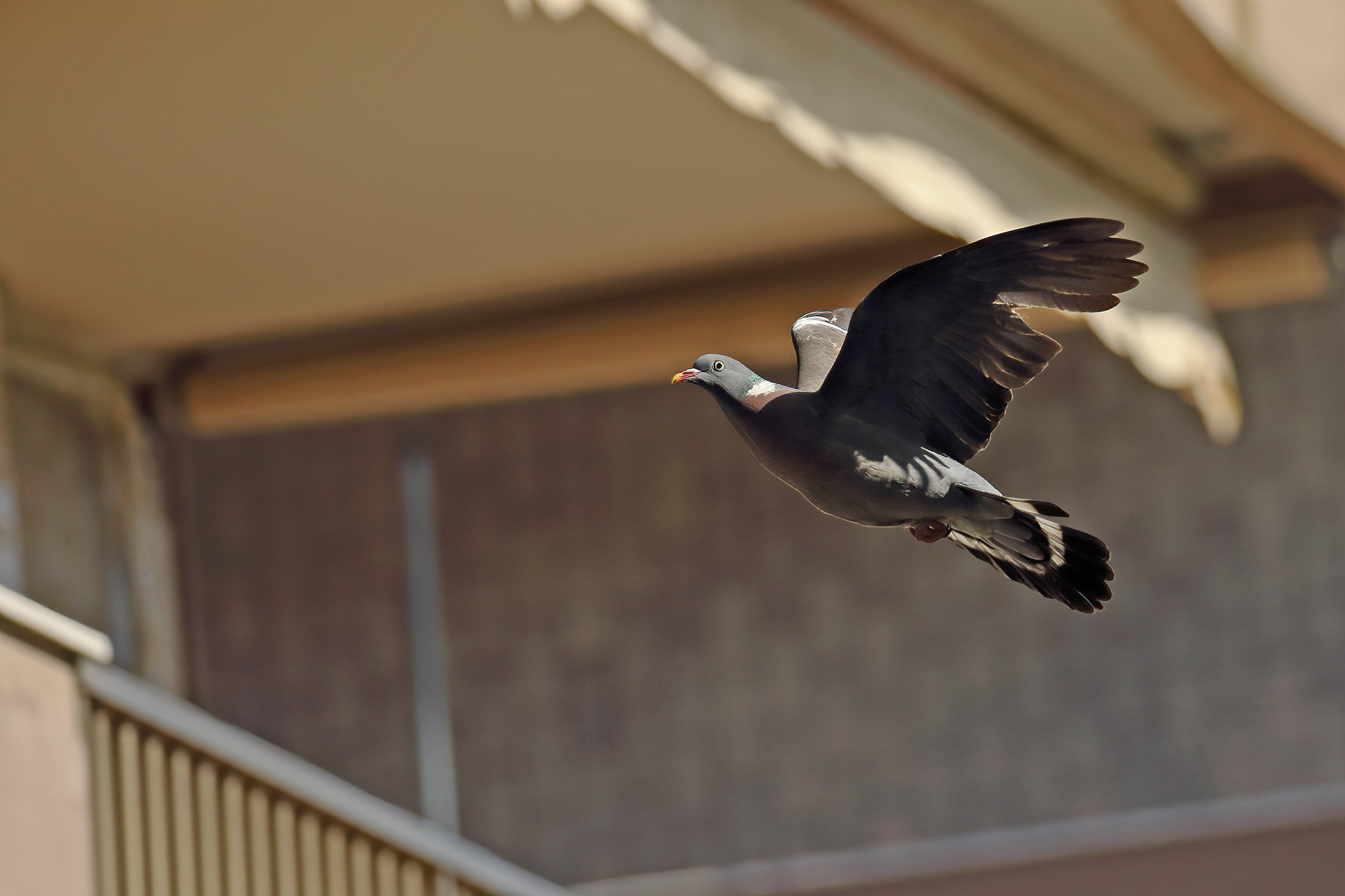 dove on balcony 1