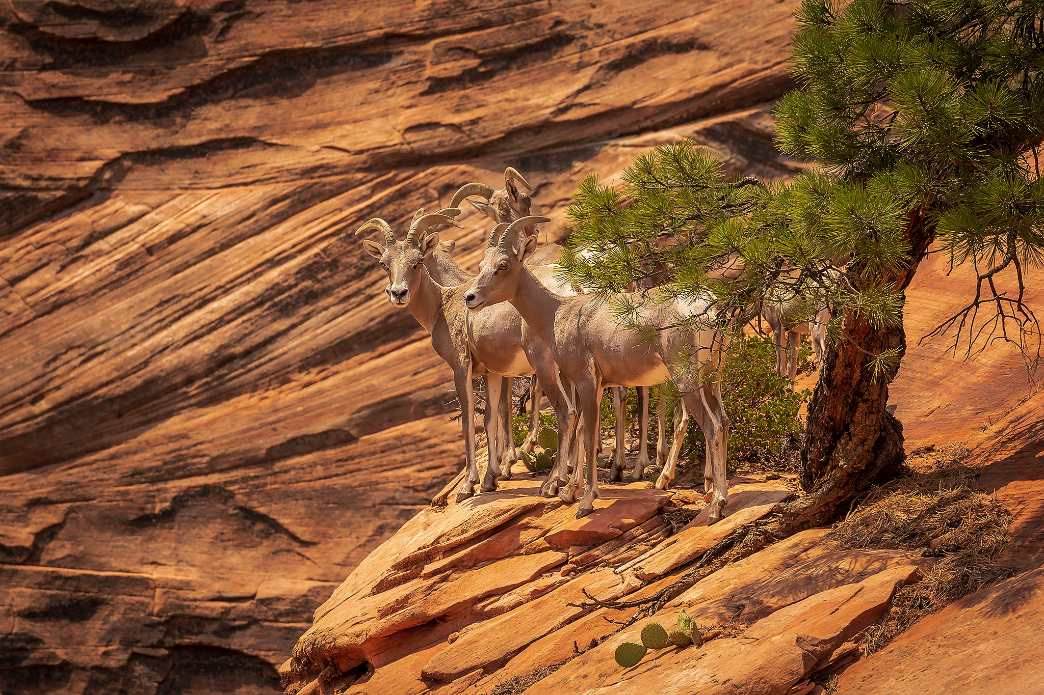 BigHorn Sheep