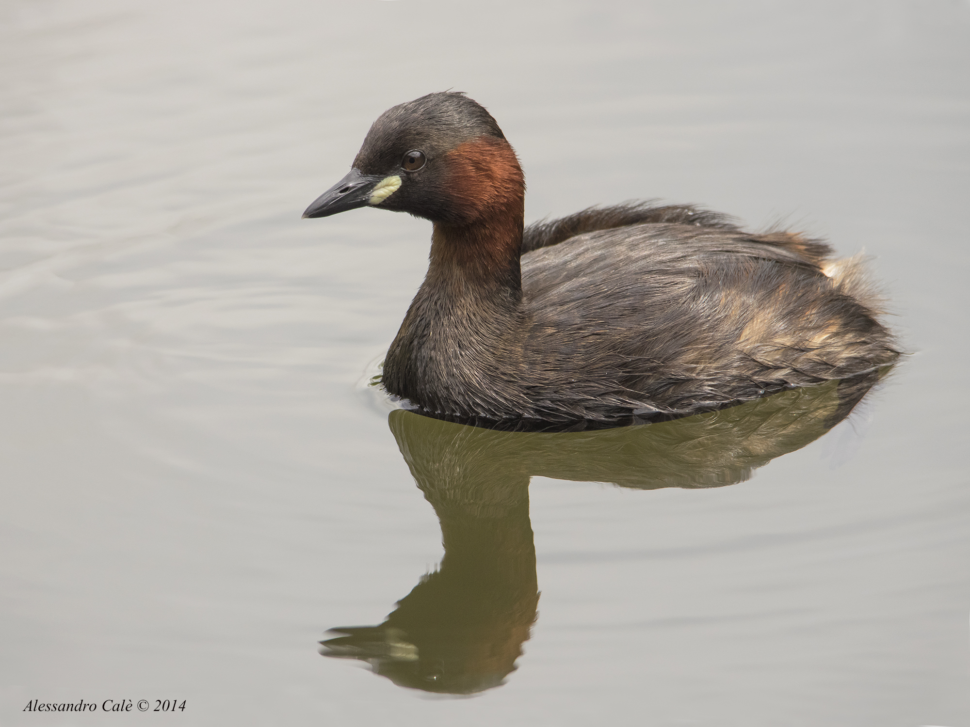 Tachybaptus ruficollis (Tuffetto) 2602