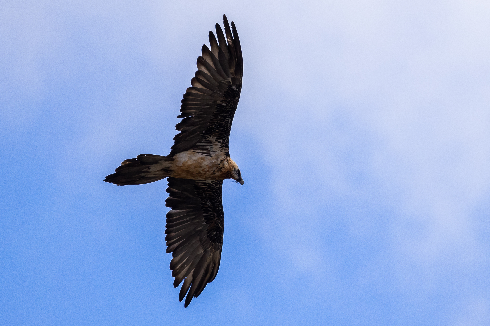 Gypaetus barbatus Department (Gipeto)