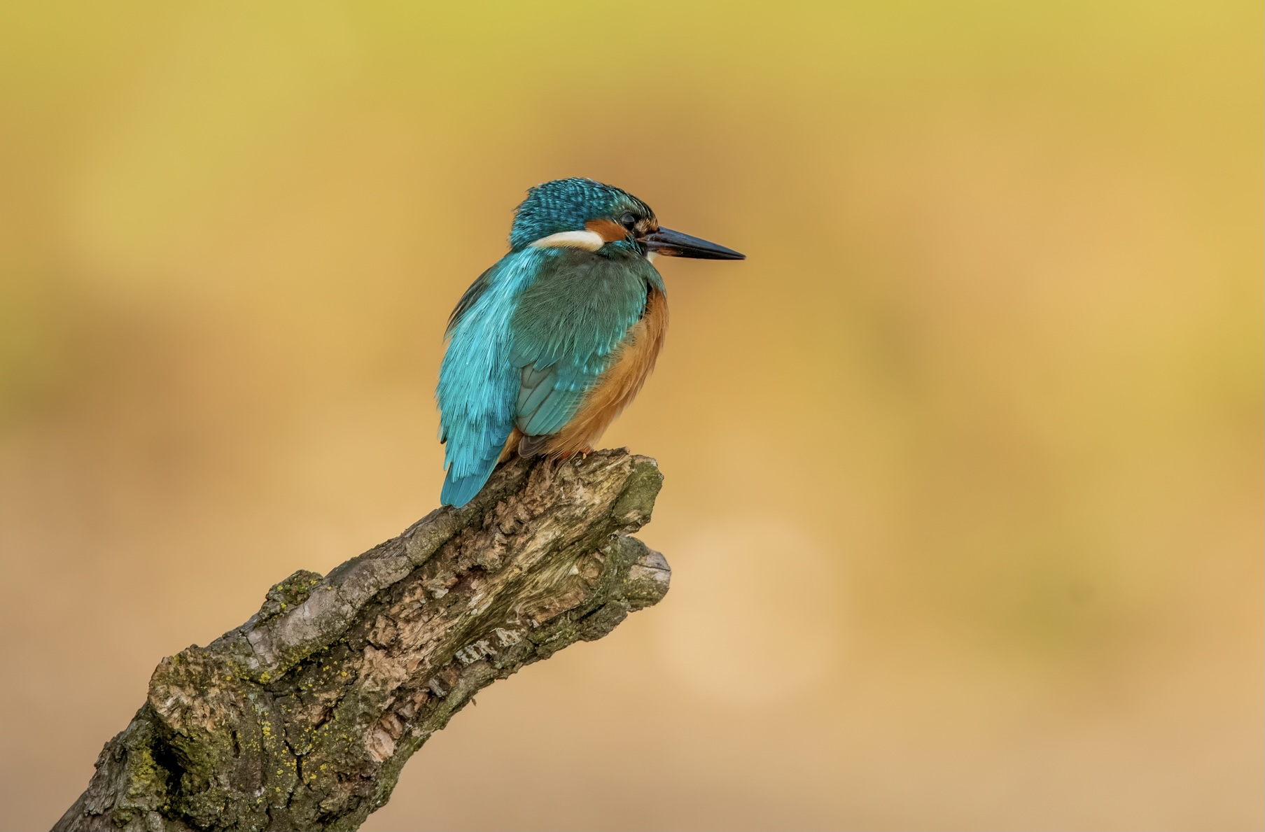 Martin pescatore all'alba.