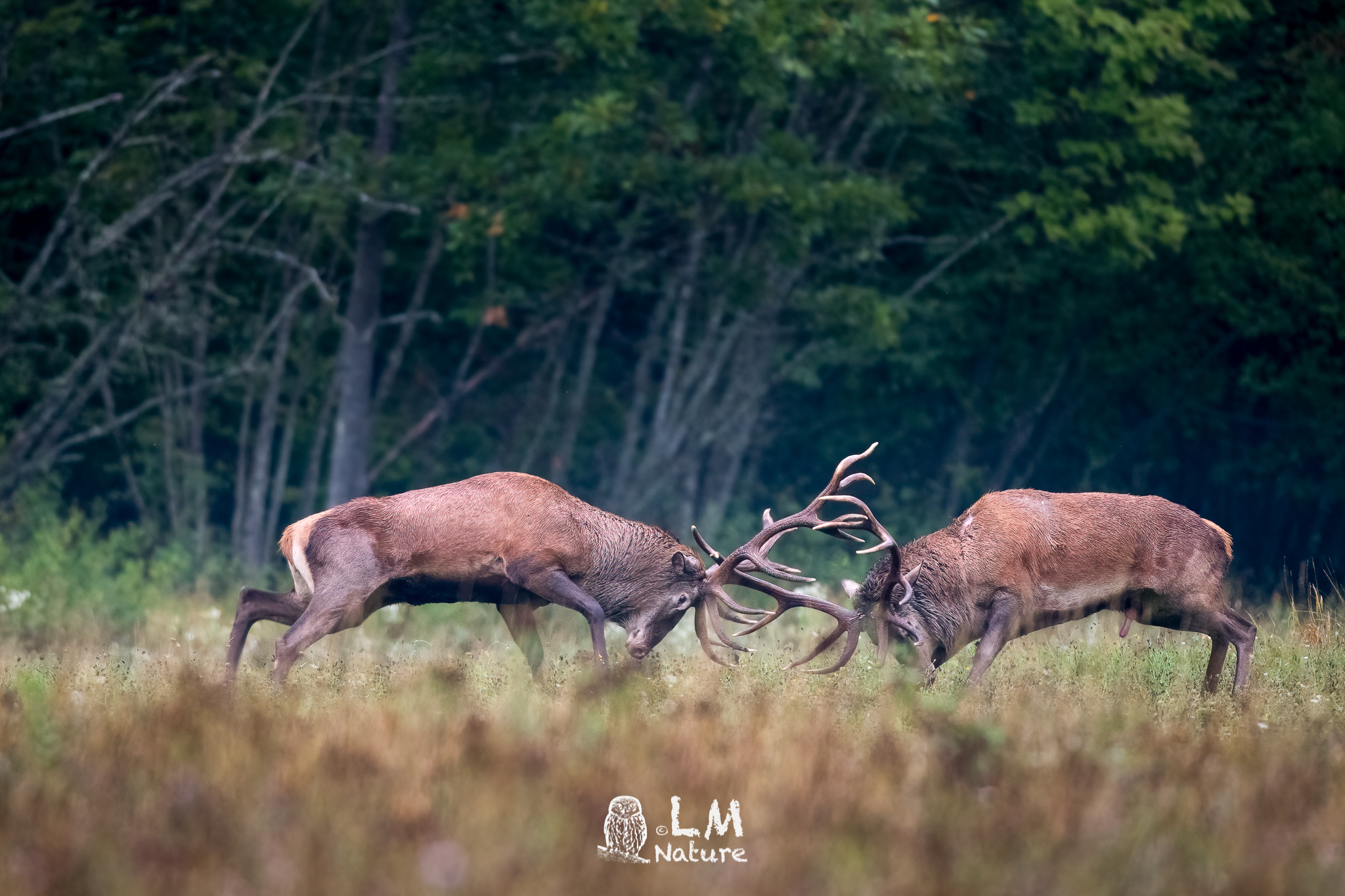 Horns as if it were raining