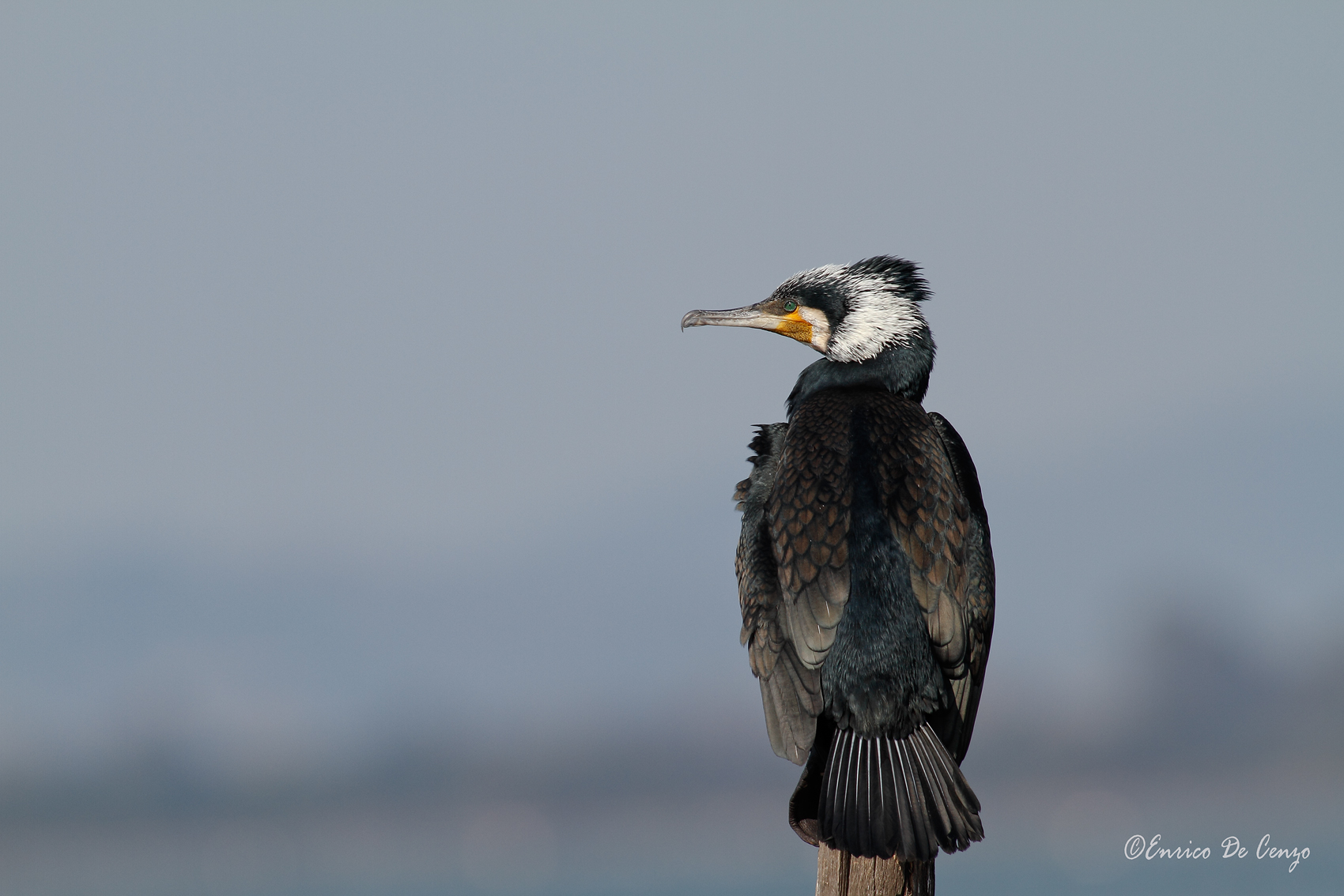 Cormorano