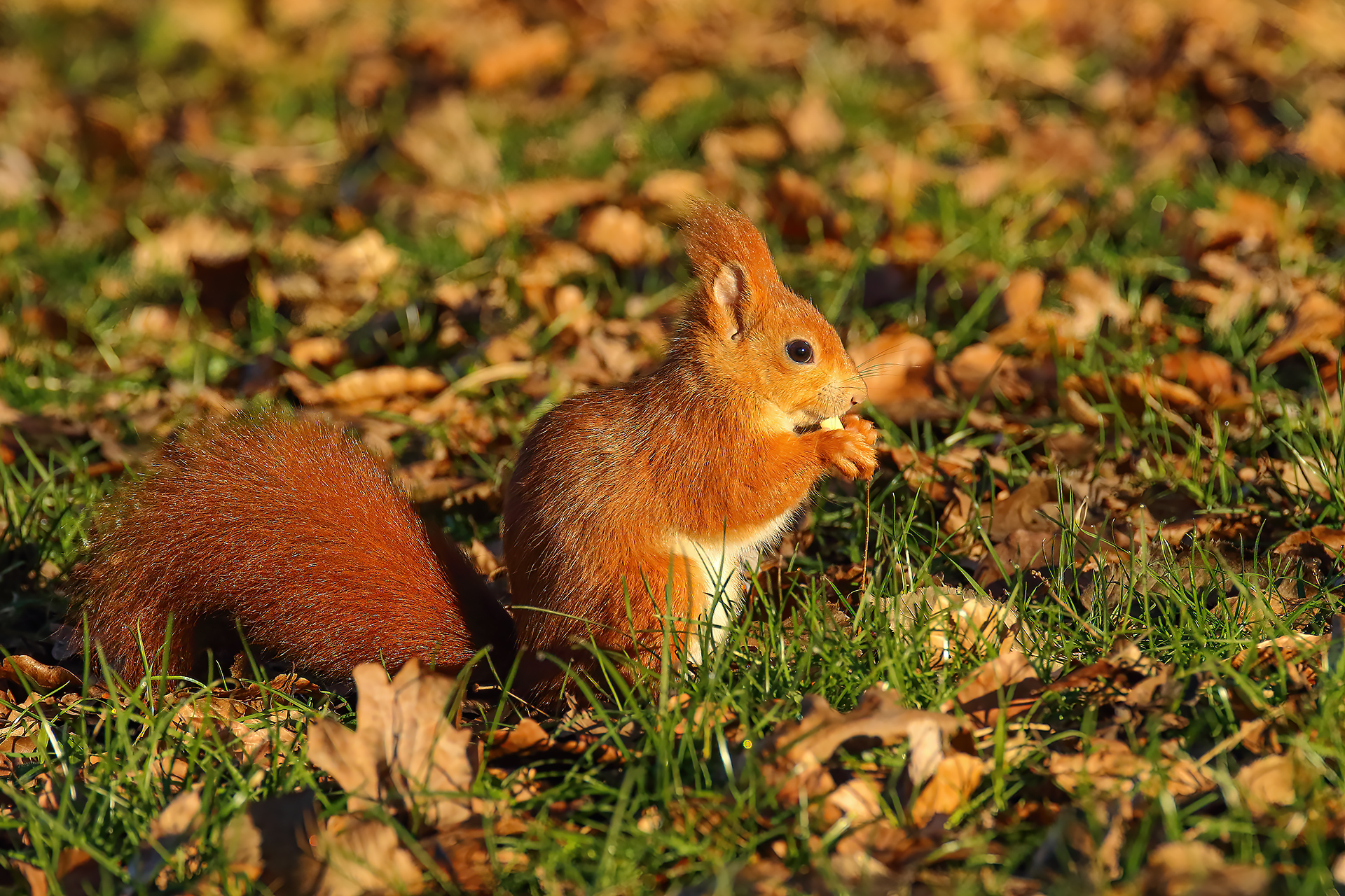 Scoiattolo rosso al parco di Monza.