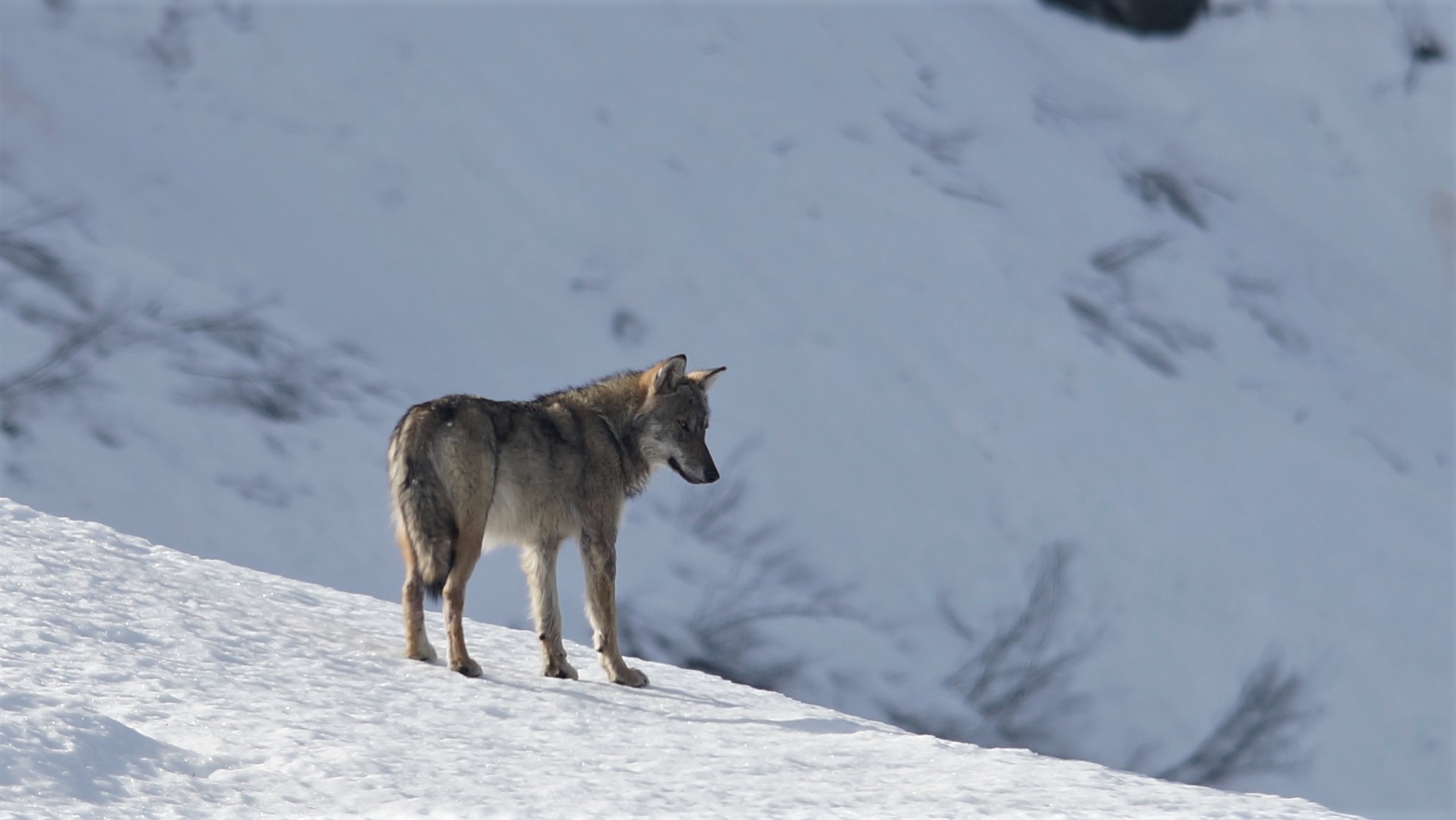 lupo monte vandalino