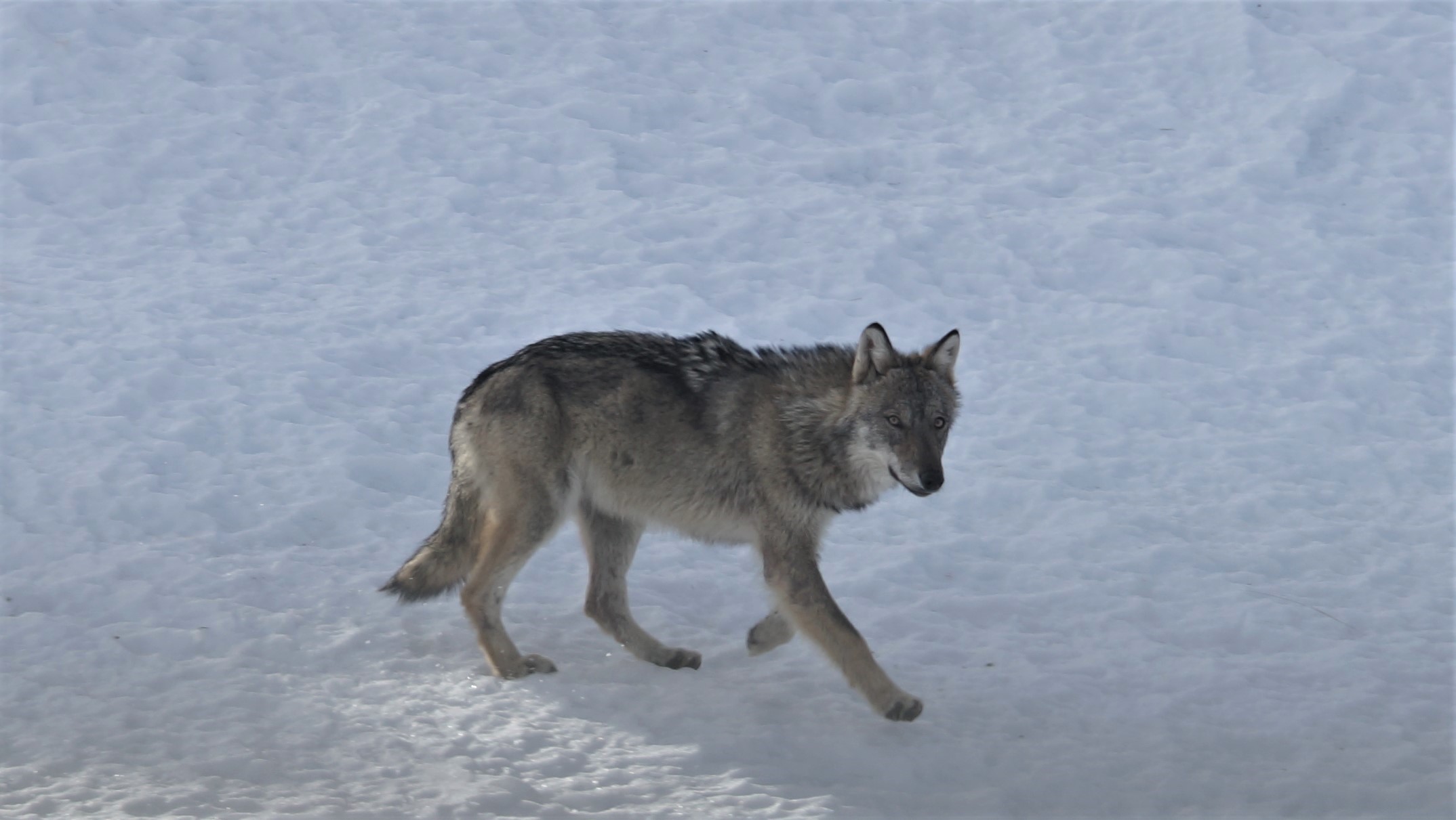 lupo monte vandalino
