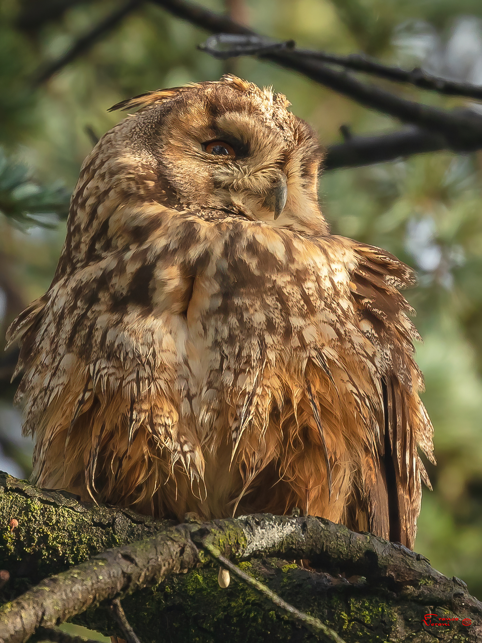 Il Risveglio - Gufo Comune