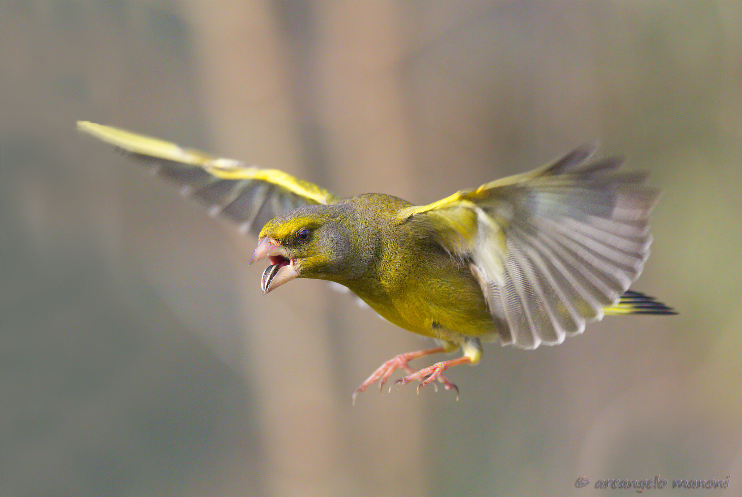 The Runaway Seed Thief