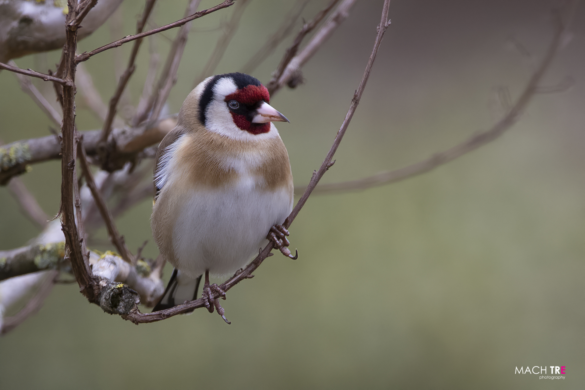 Goldfinch (Carduelis carduelis)