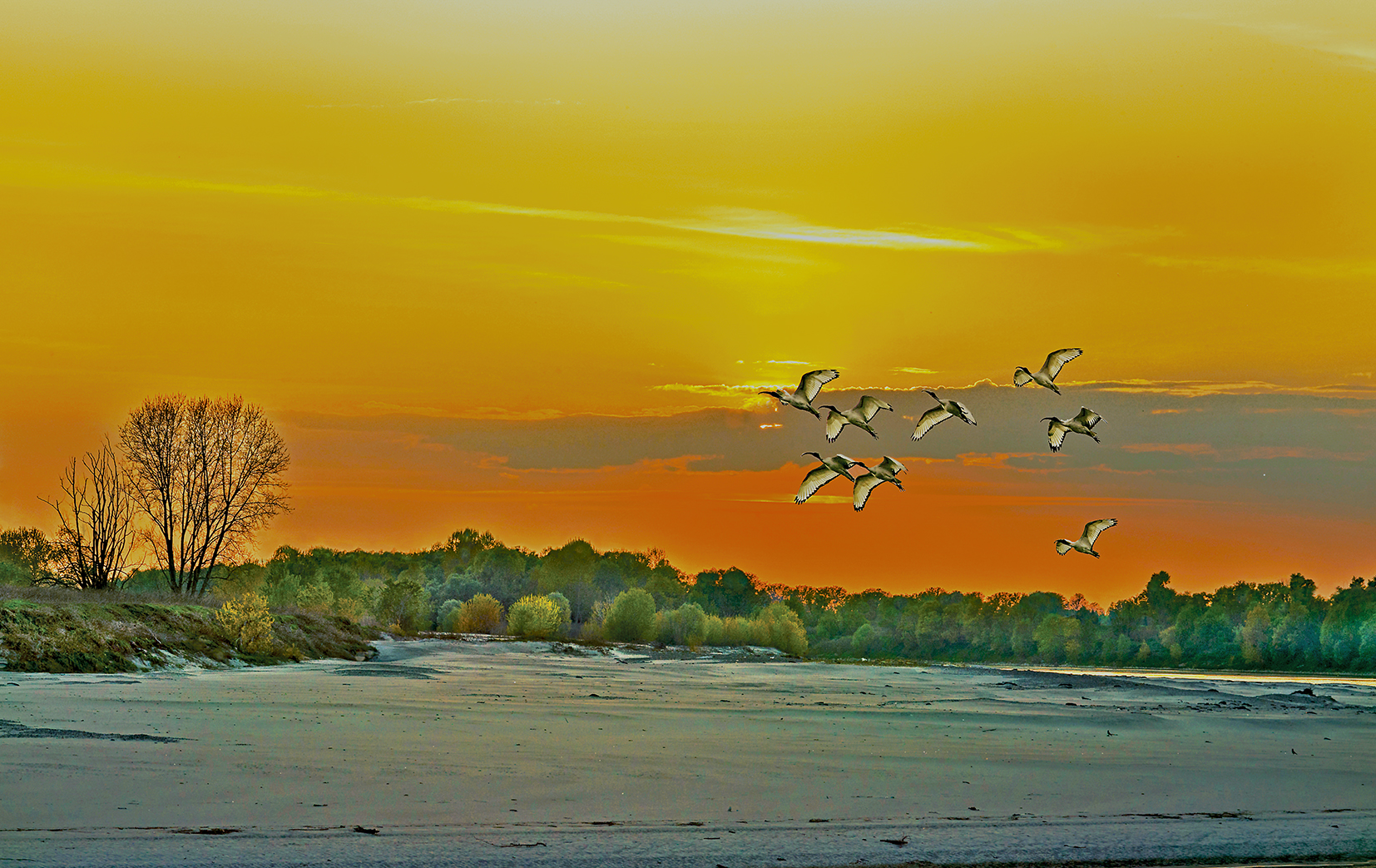 Ibis sacri al tramonto .