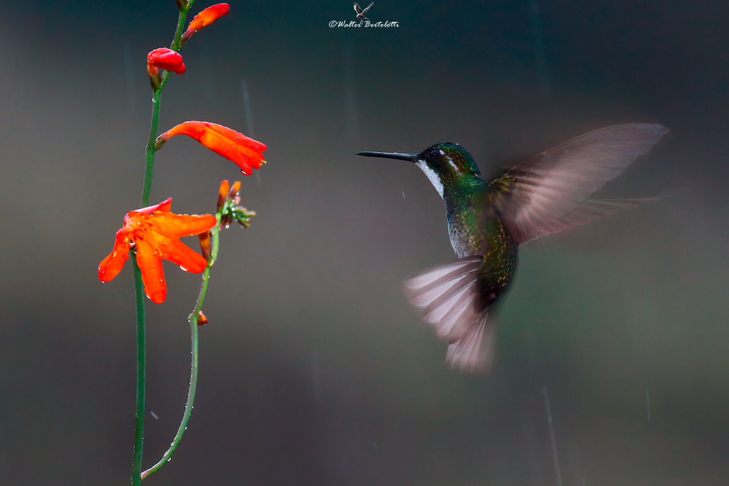 colibrì nella pioggia