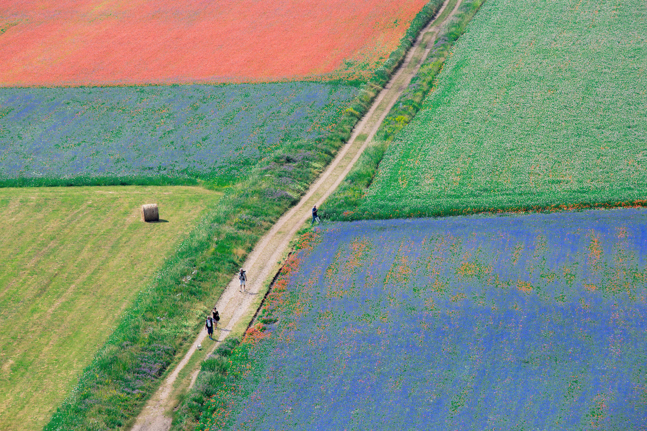 Castelluccio, fioritura
