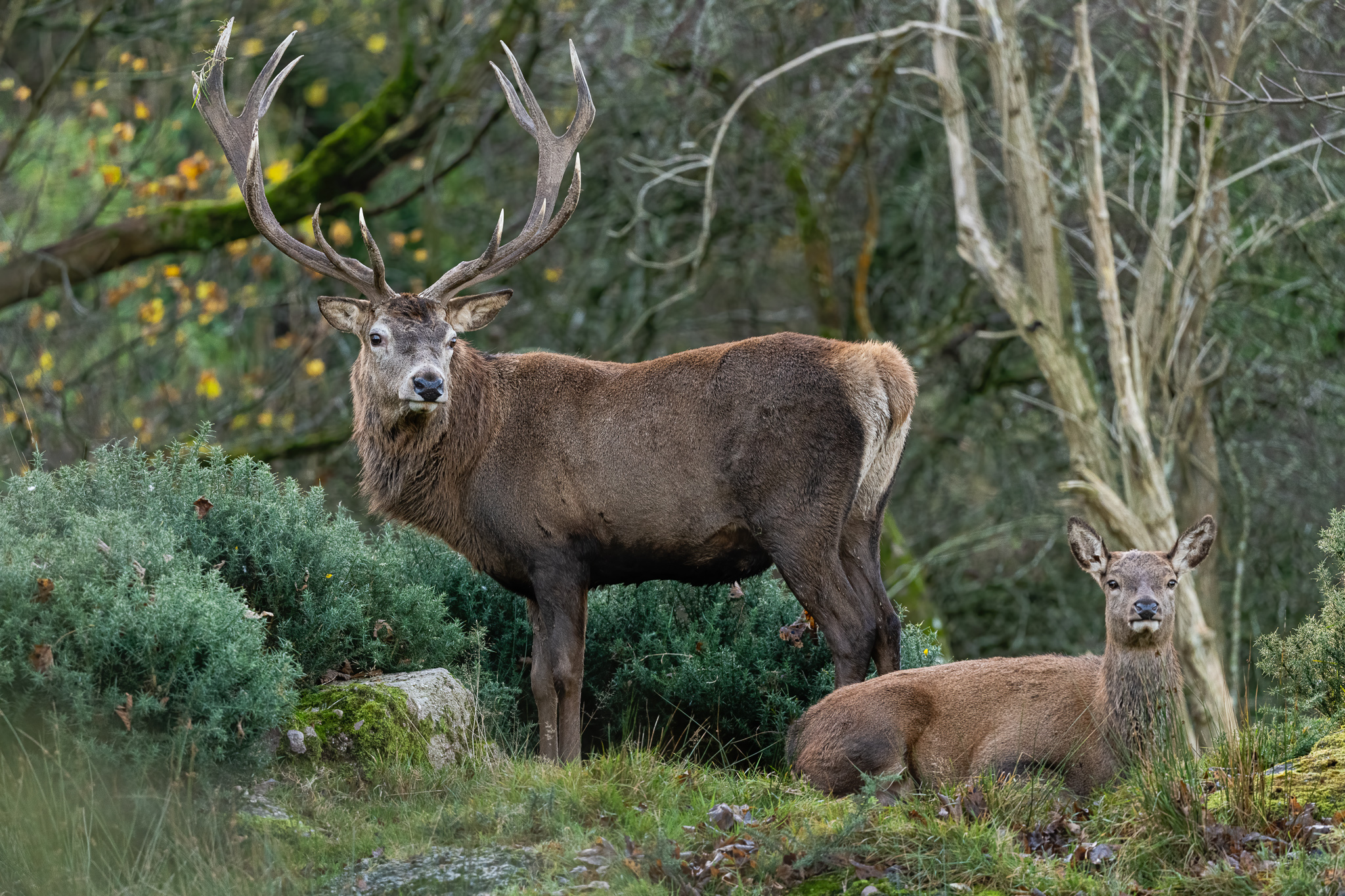 Cervus irlandese