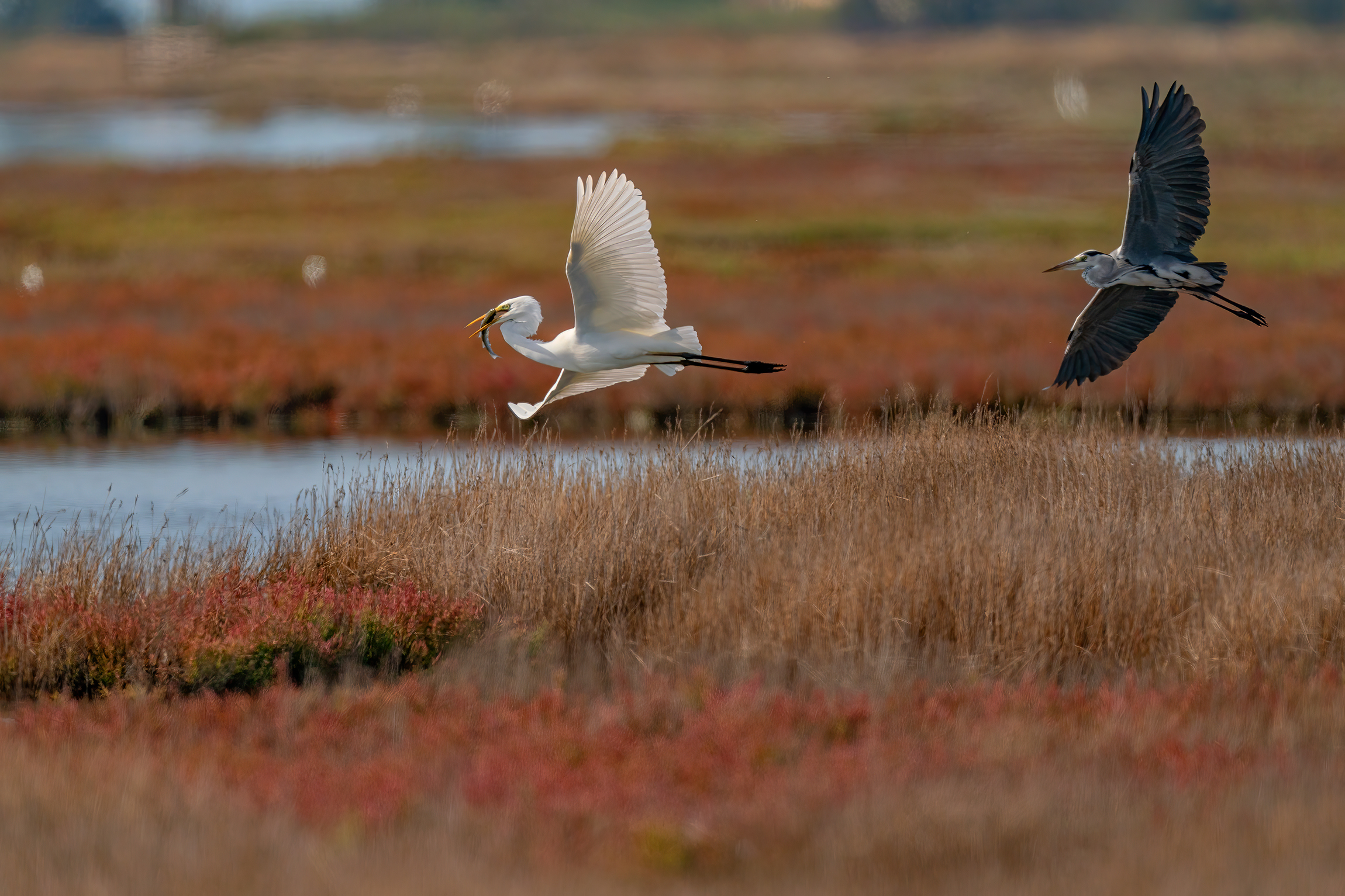 Inseguimento per la preda