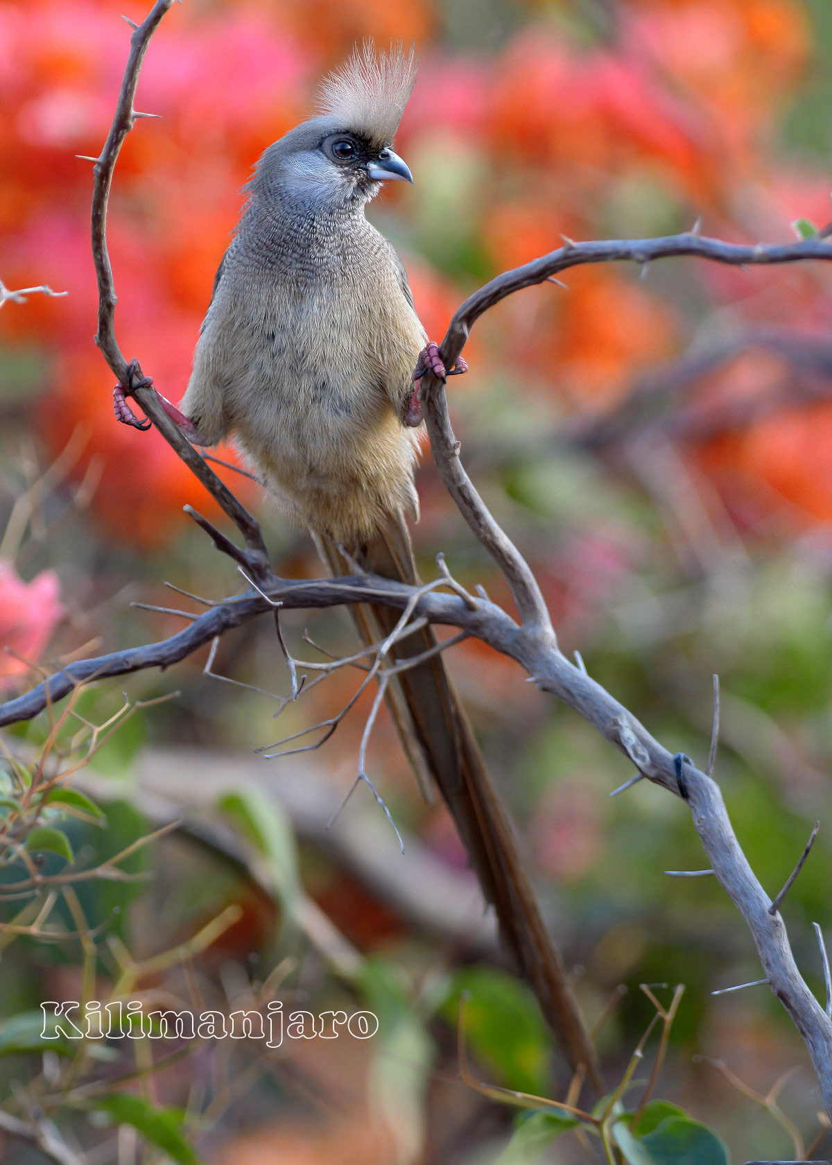Mousebird