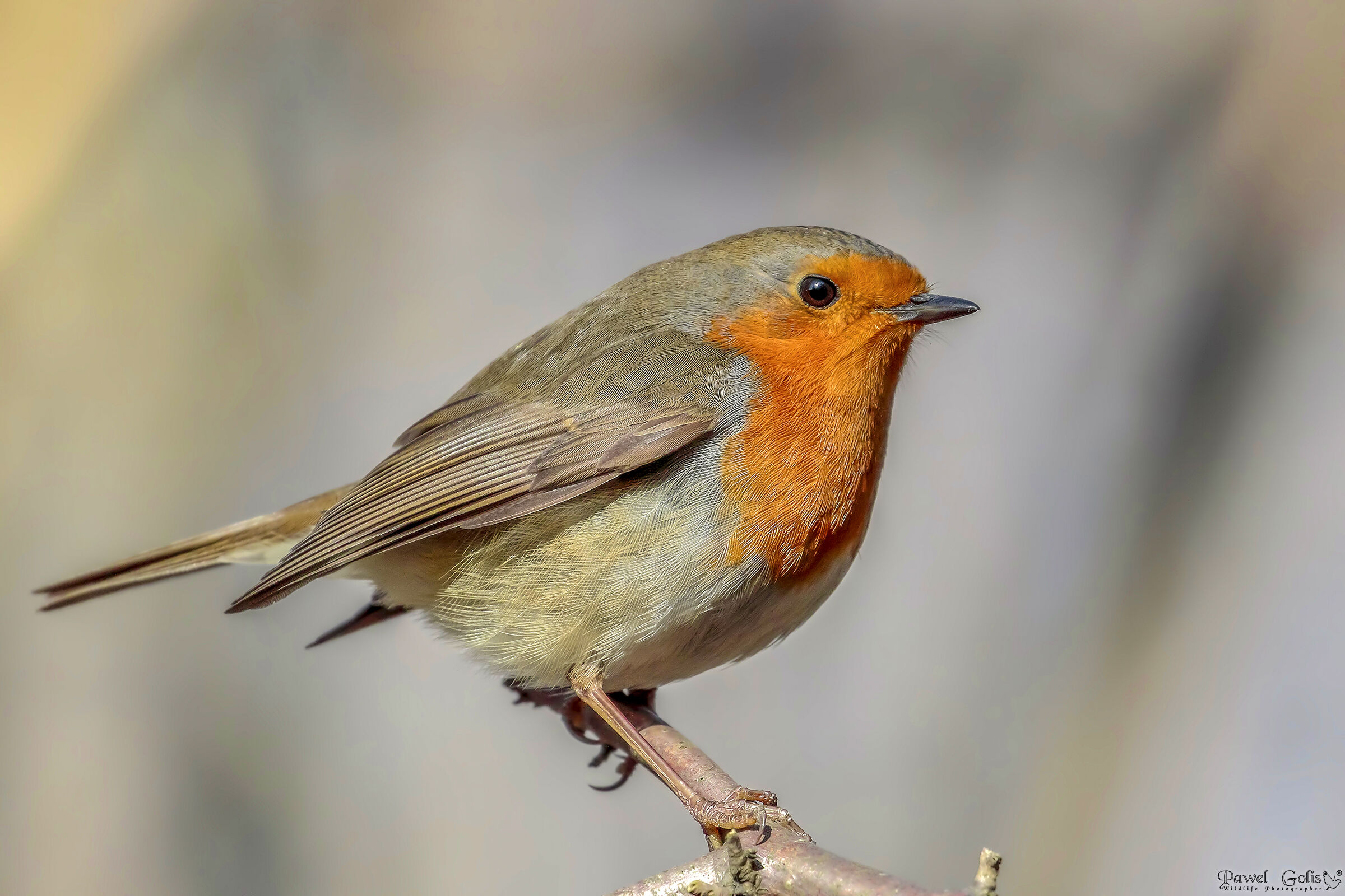 Pettirosso europeo (Erithacus rubecula)