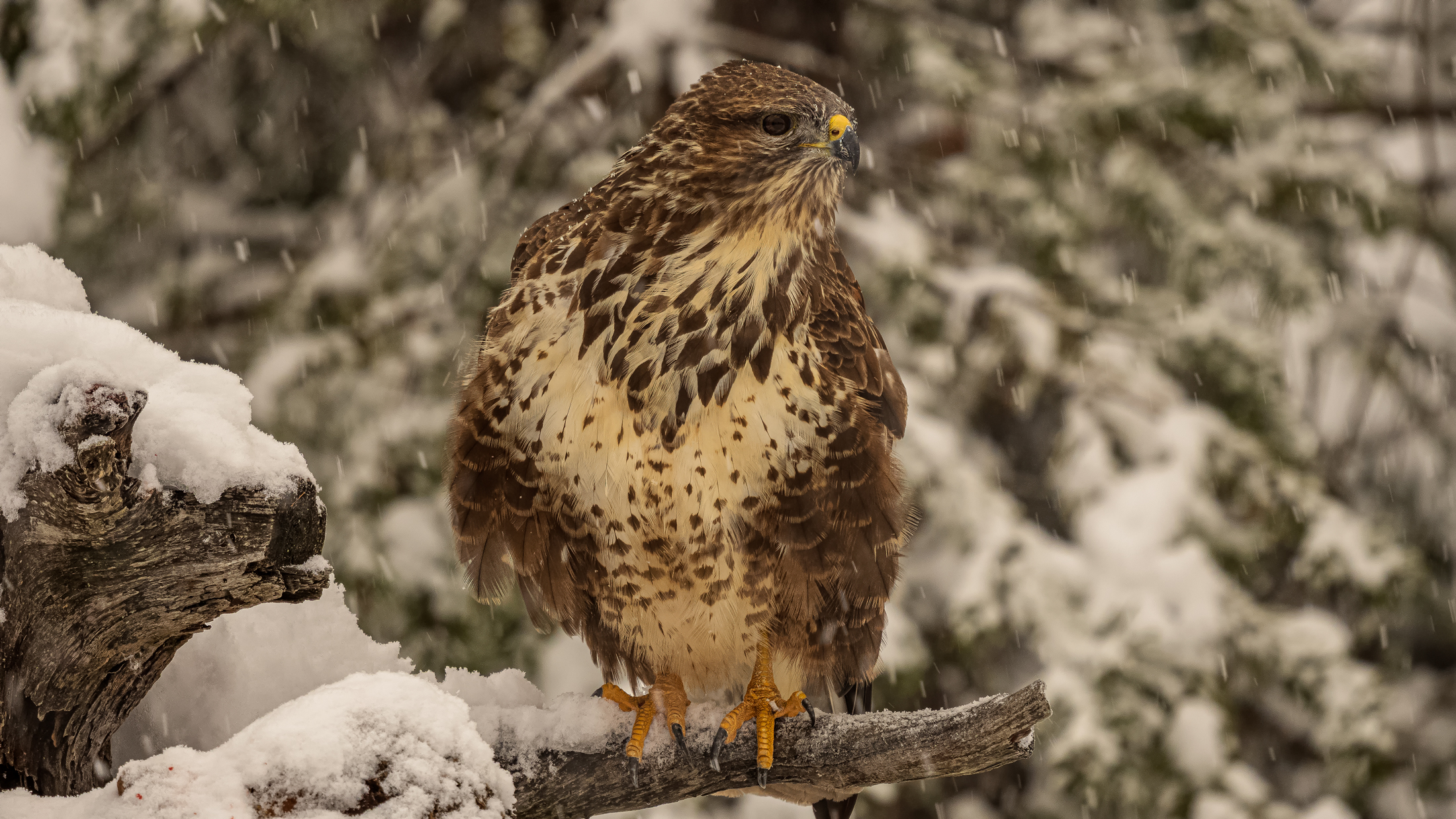Buteo Buteo ( Poiana )