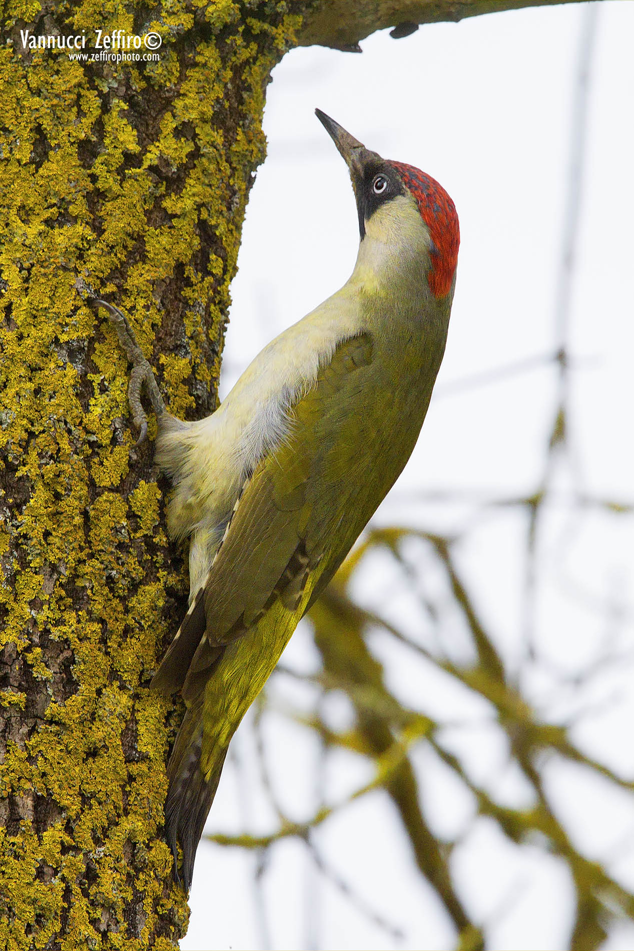 Picchio verde femmina