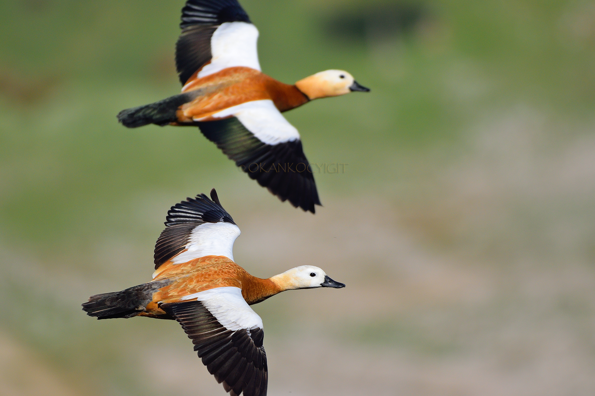 Shelduck rubicondo