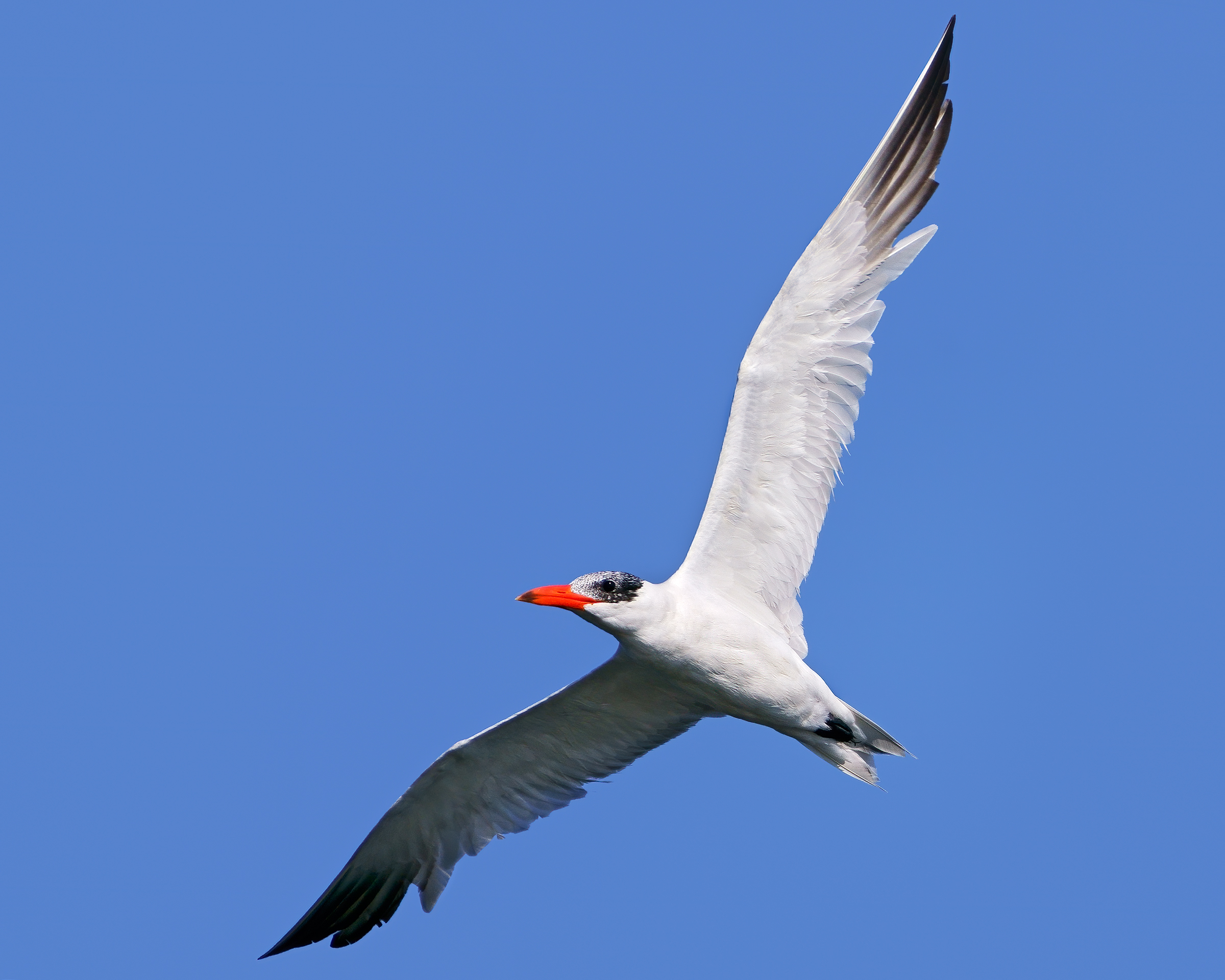 Major tern
