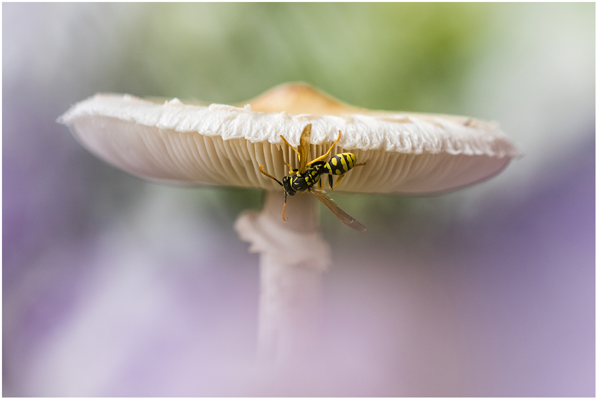 wasp on the mushroom