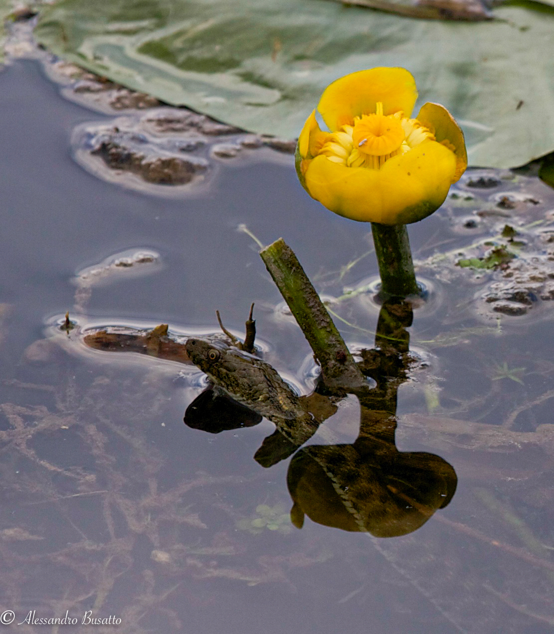 Nannufaro ed il serpente