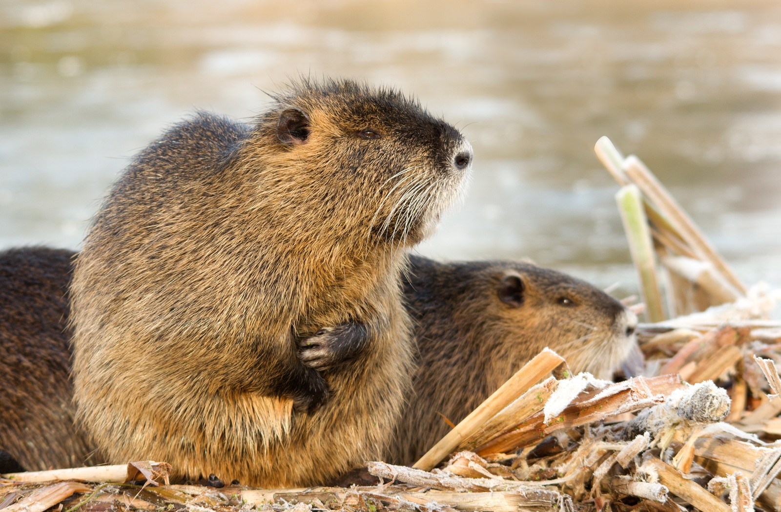 Nutria