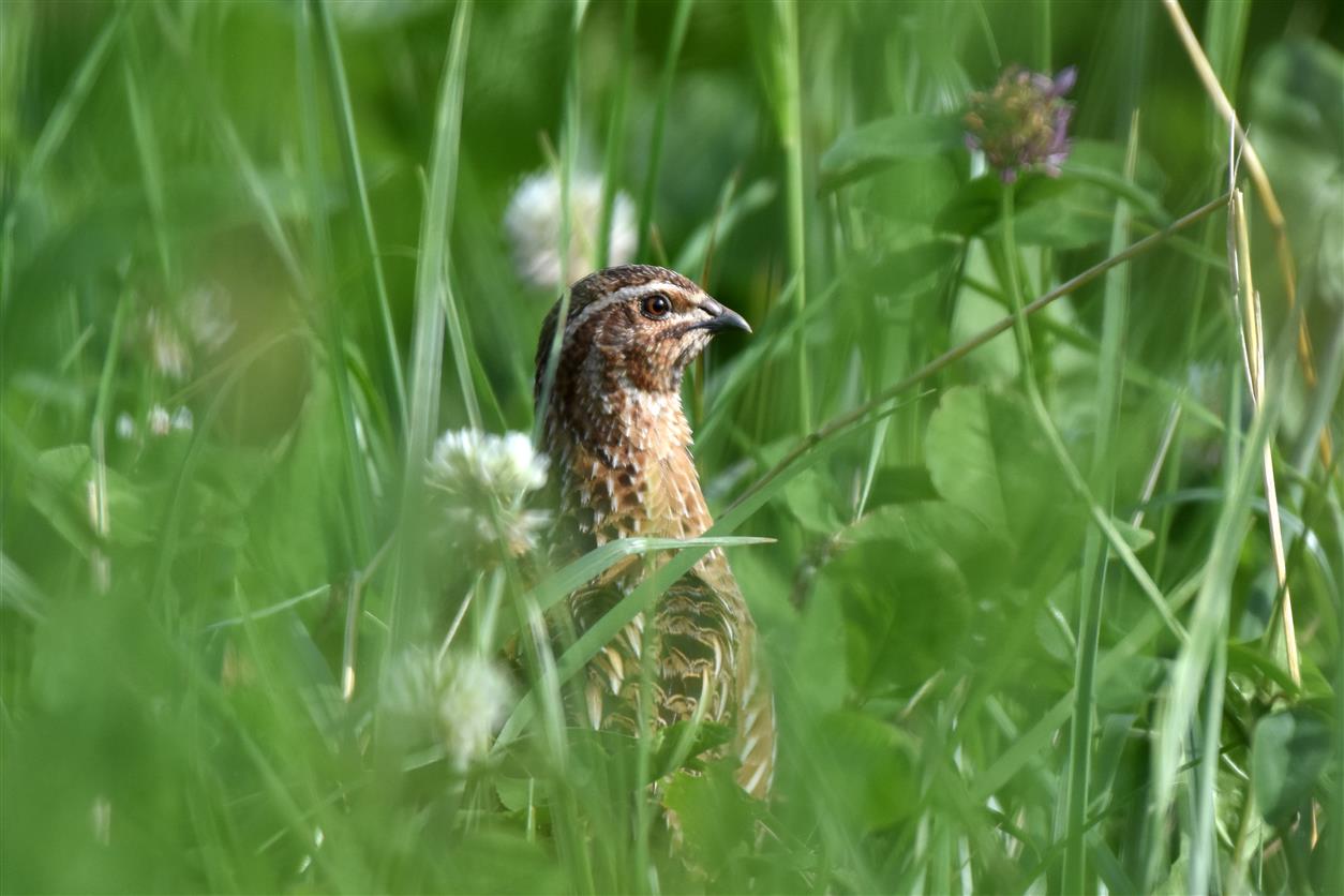 singing in the grass