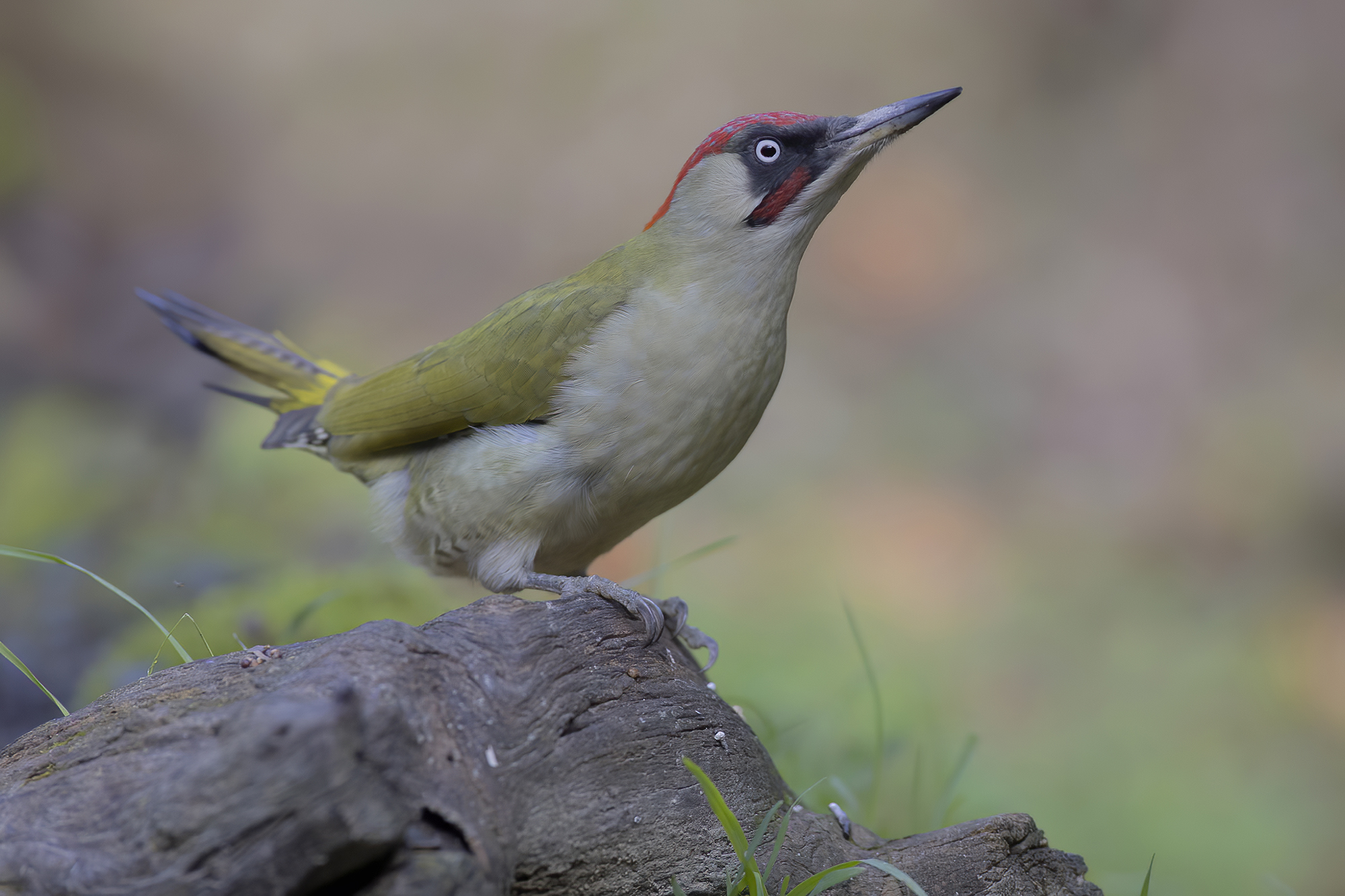 picchio verde concentrato