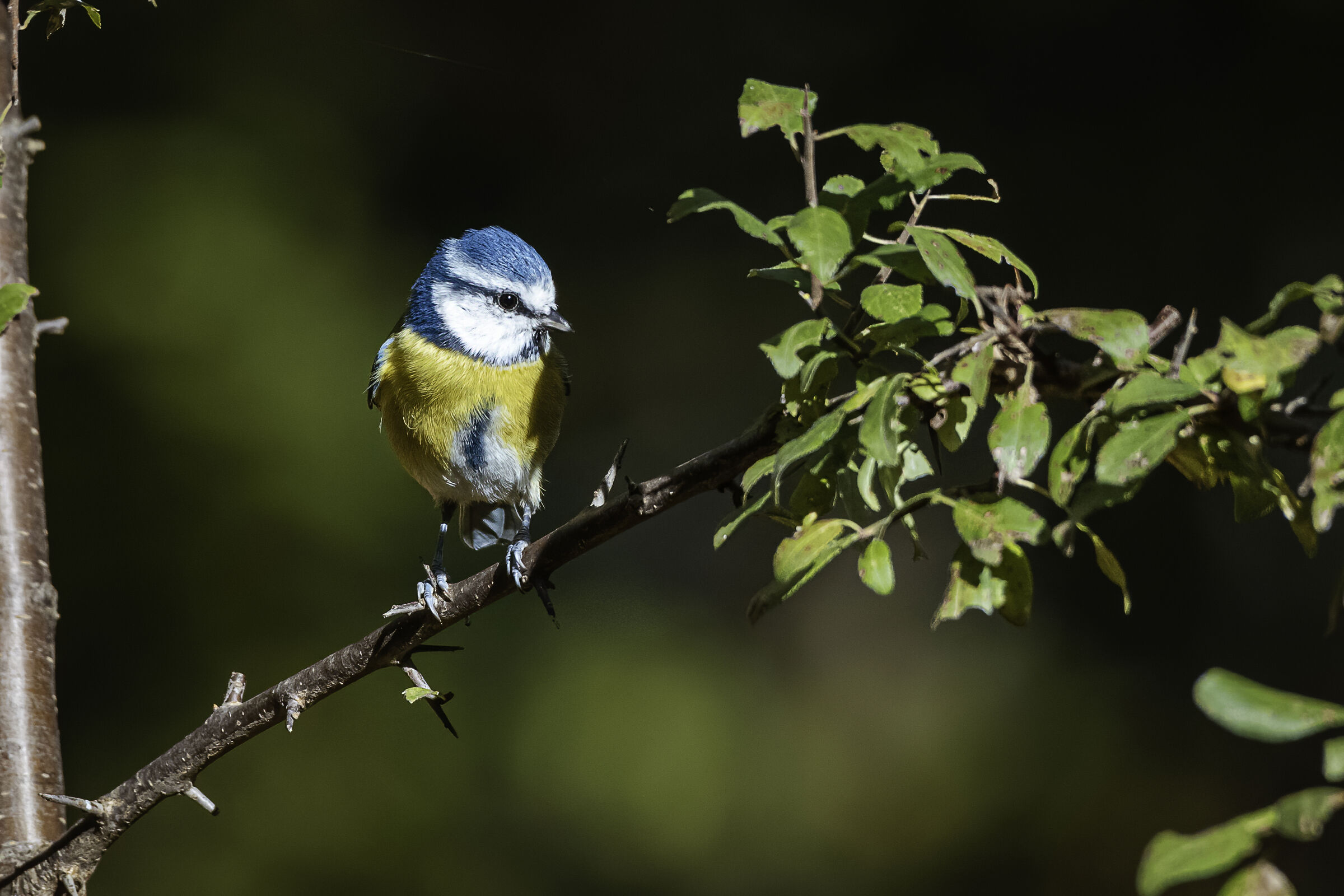 La cinciarella al sole