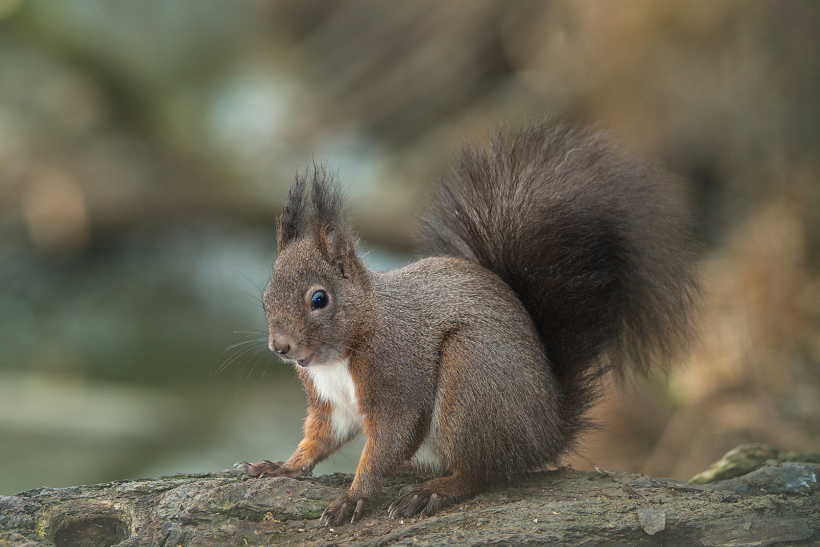 The squirrel's smile.