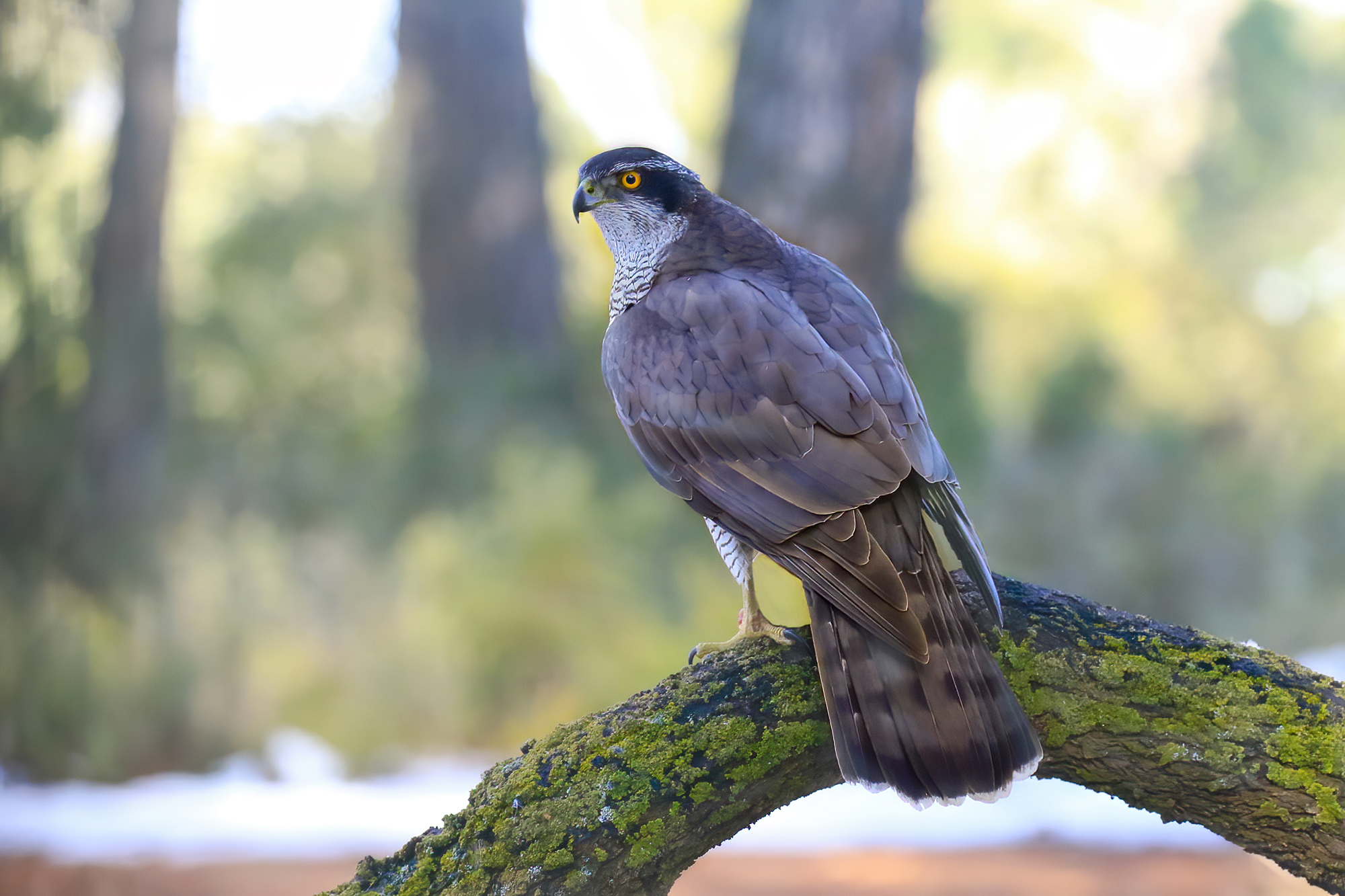 bosco d'inverno con astore