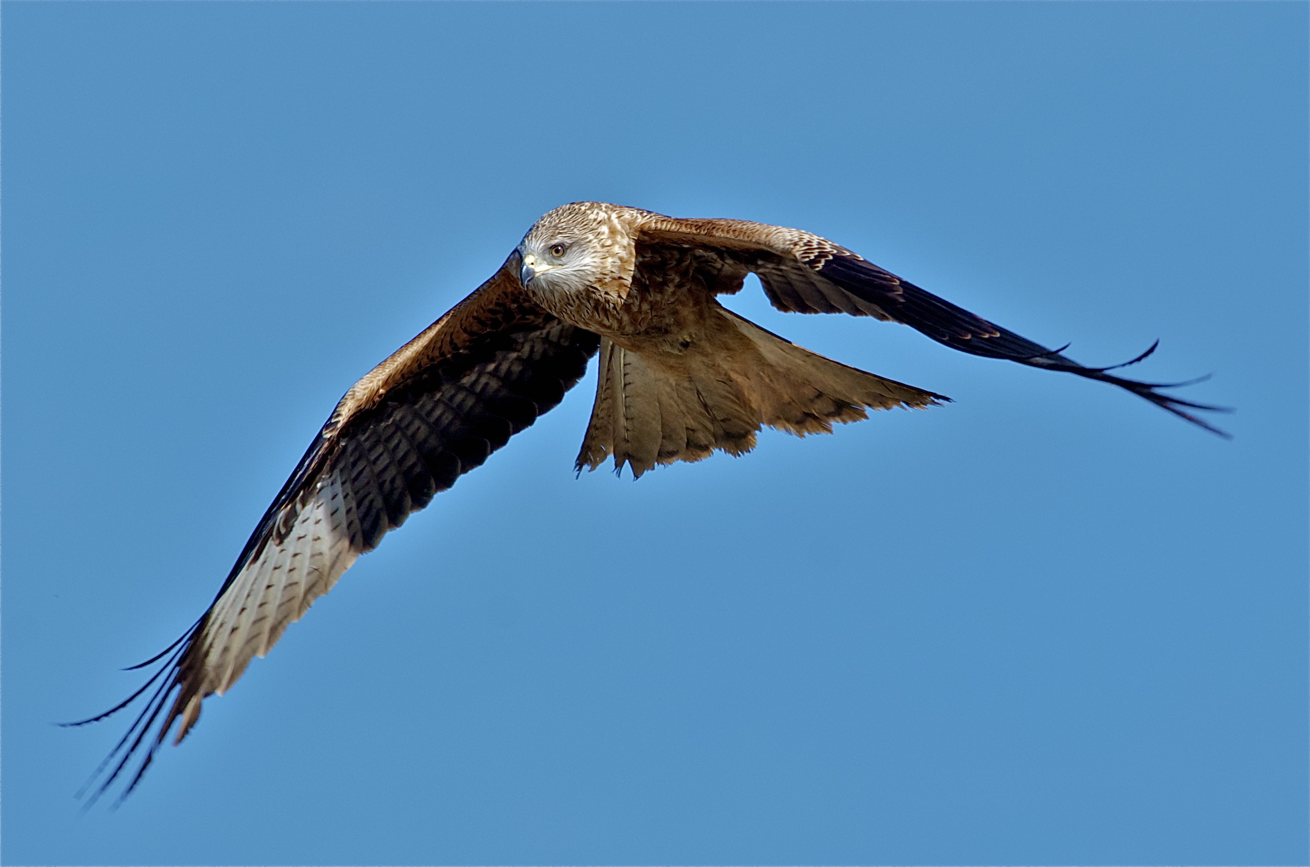 kite Royal - lateral / frontal