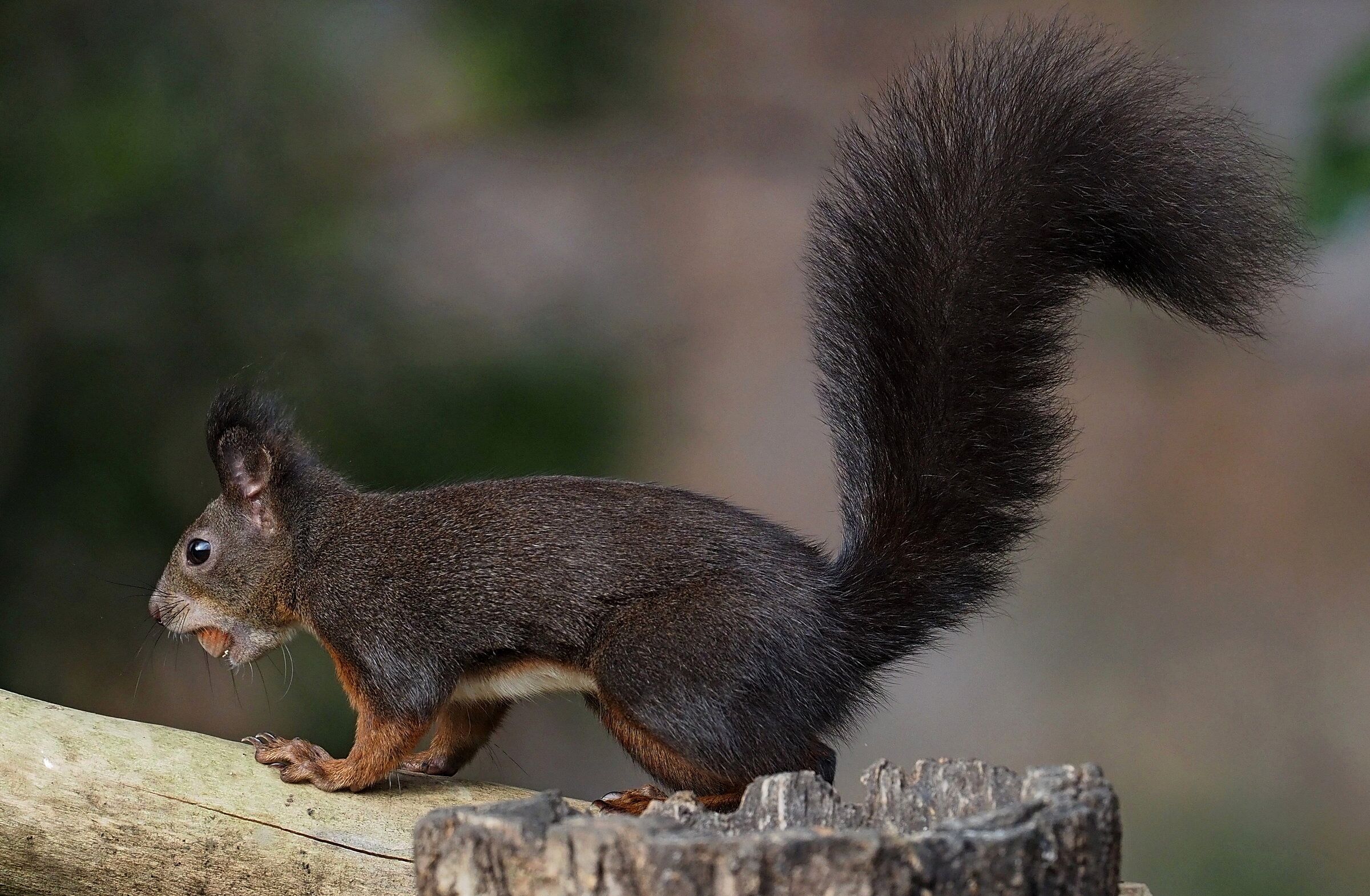 Pronto alla fuga col bottino!