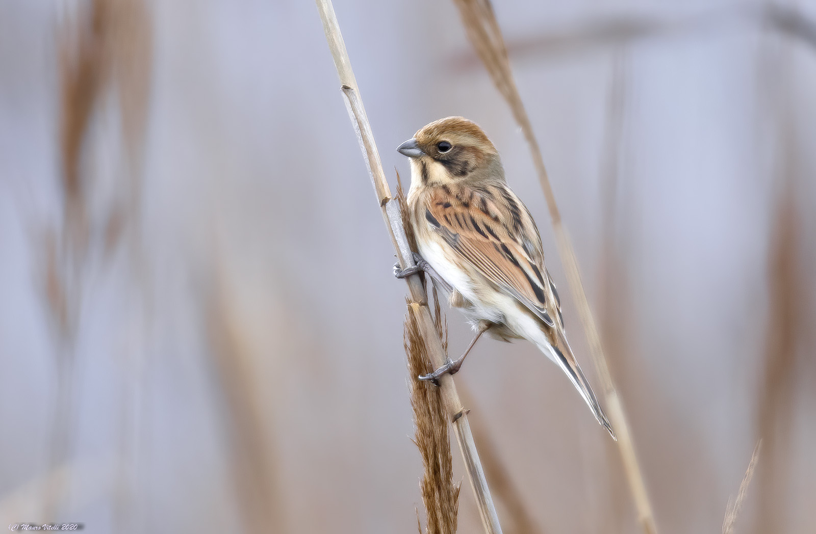 Swamp Mile (Emberiza shoeniclus)