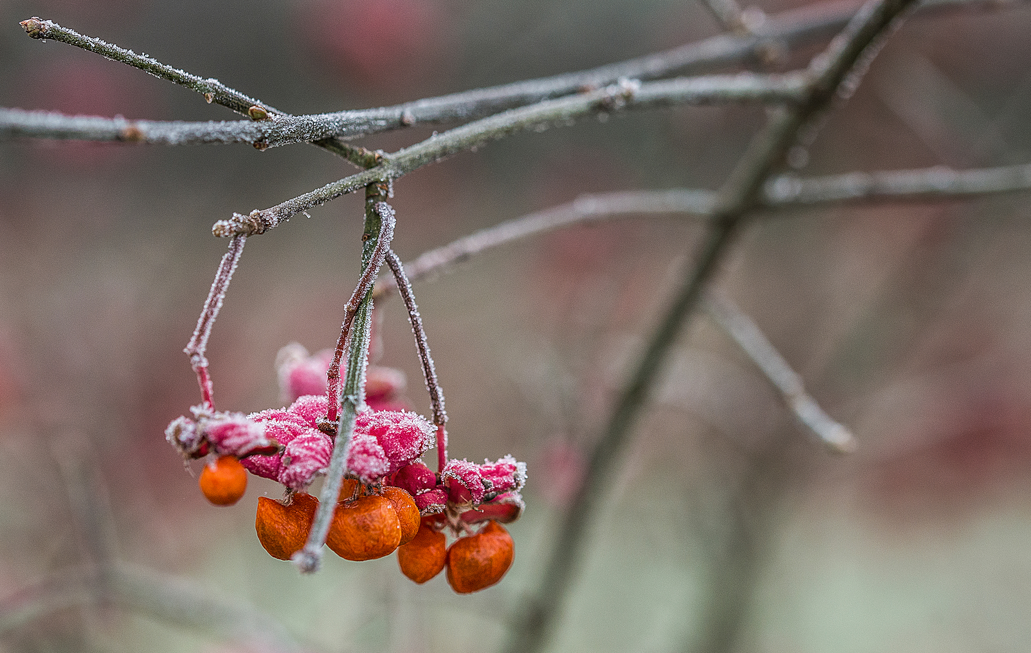 Ice berries