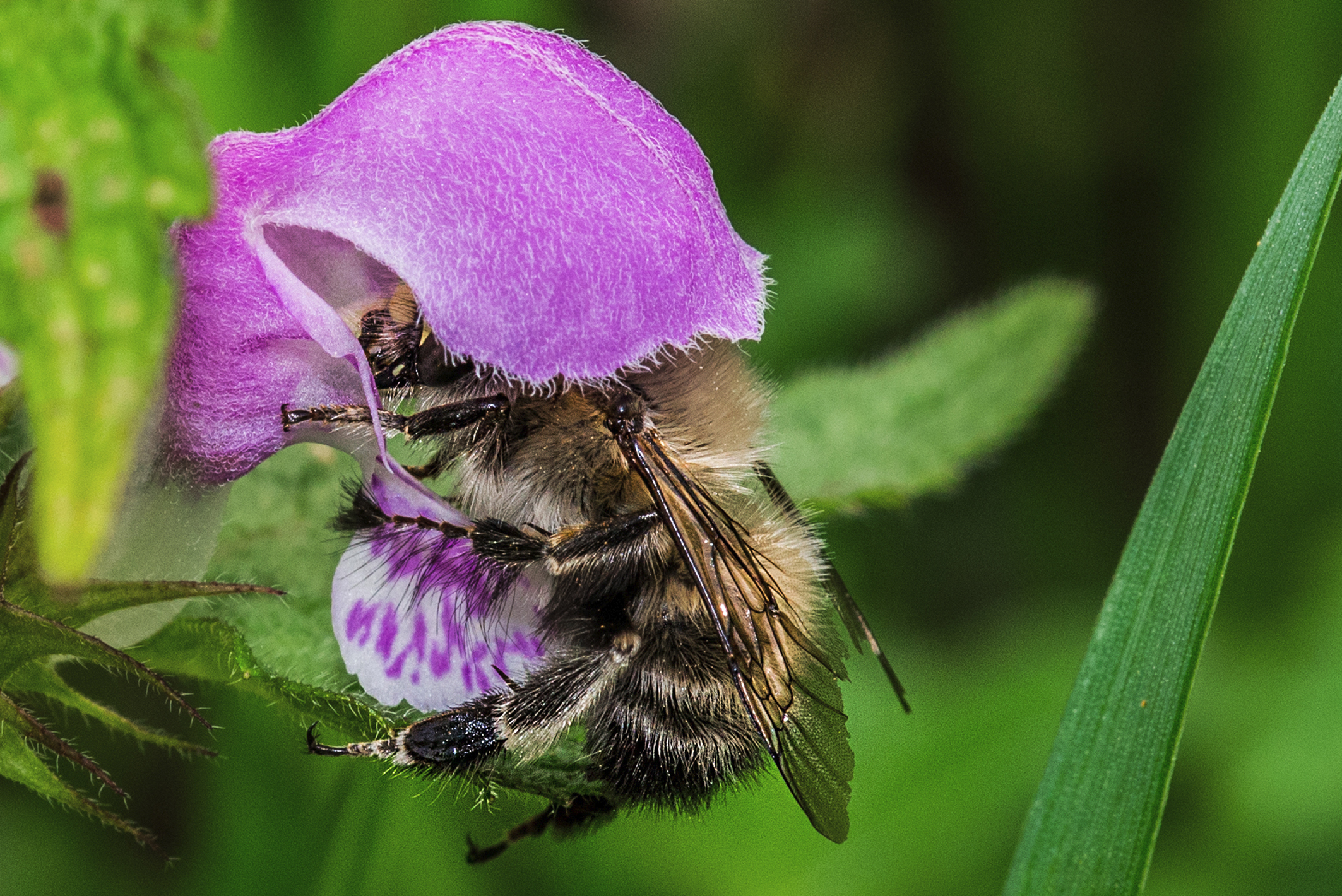 Perfezione della natura
