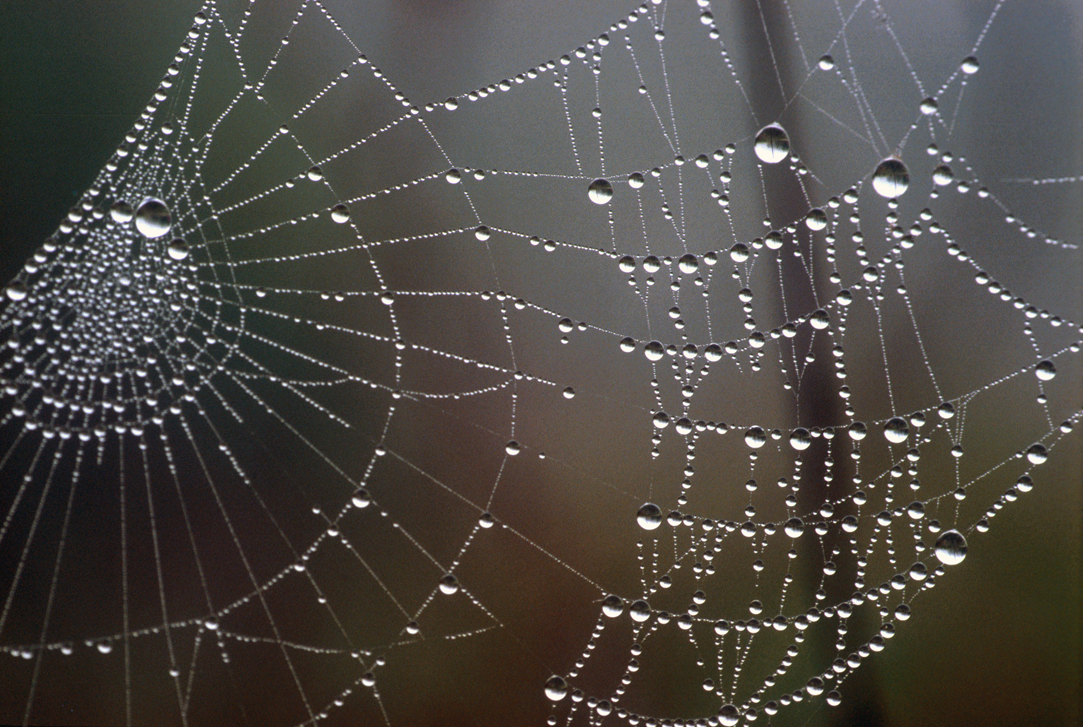 Dew