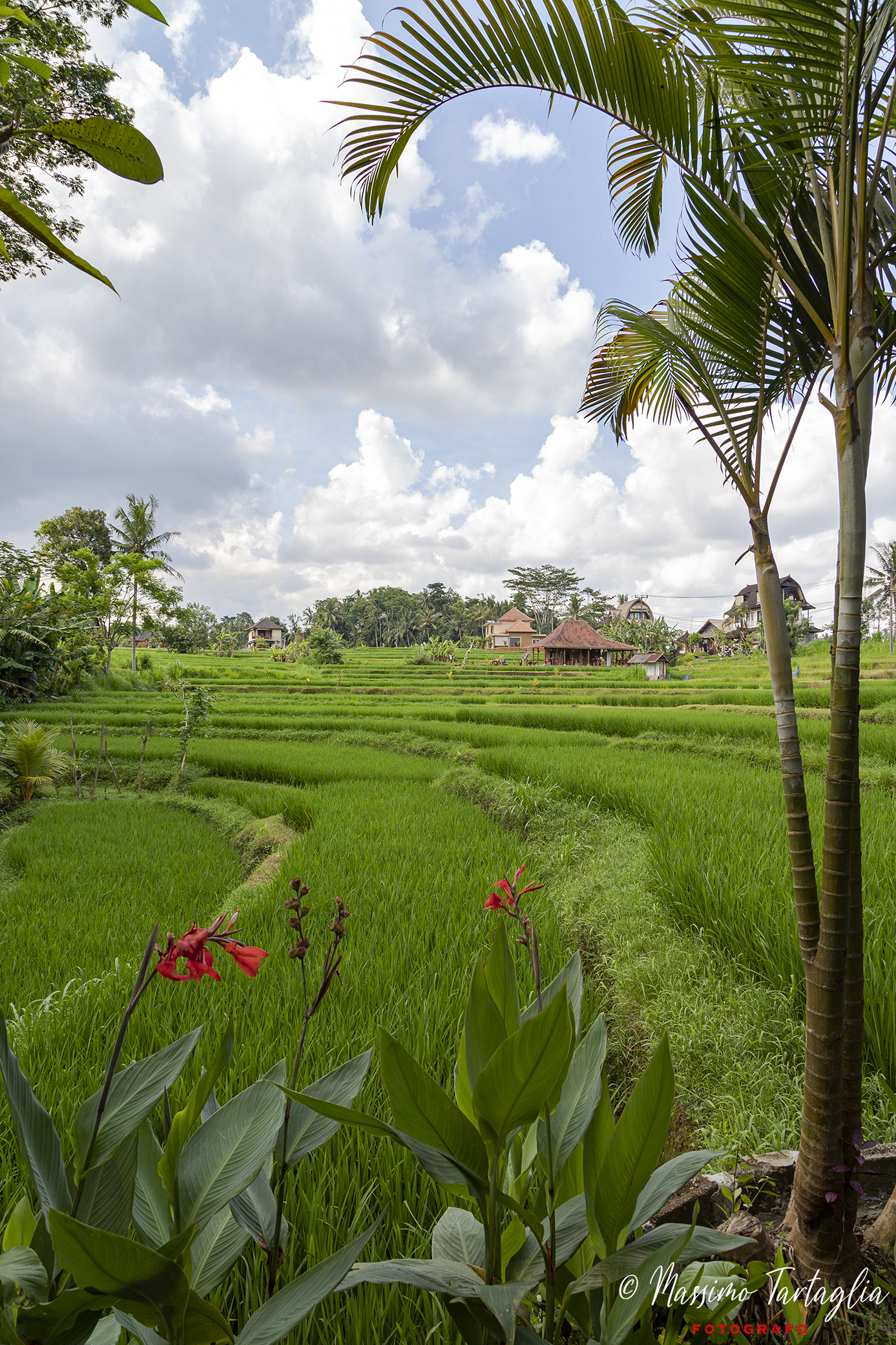 Bali, green allover