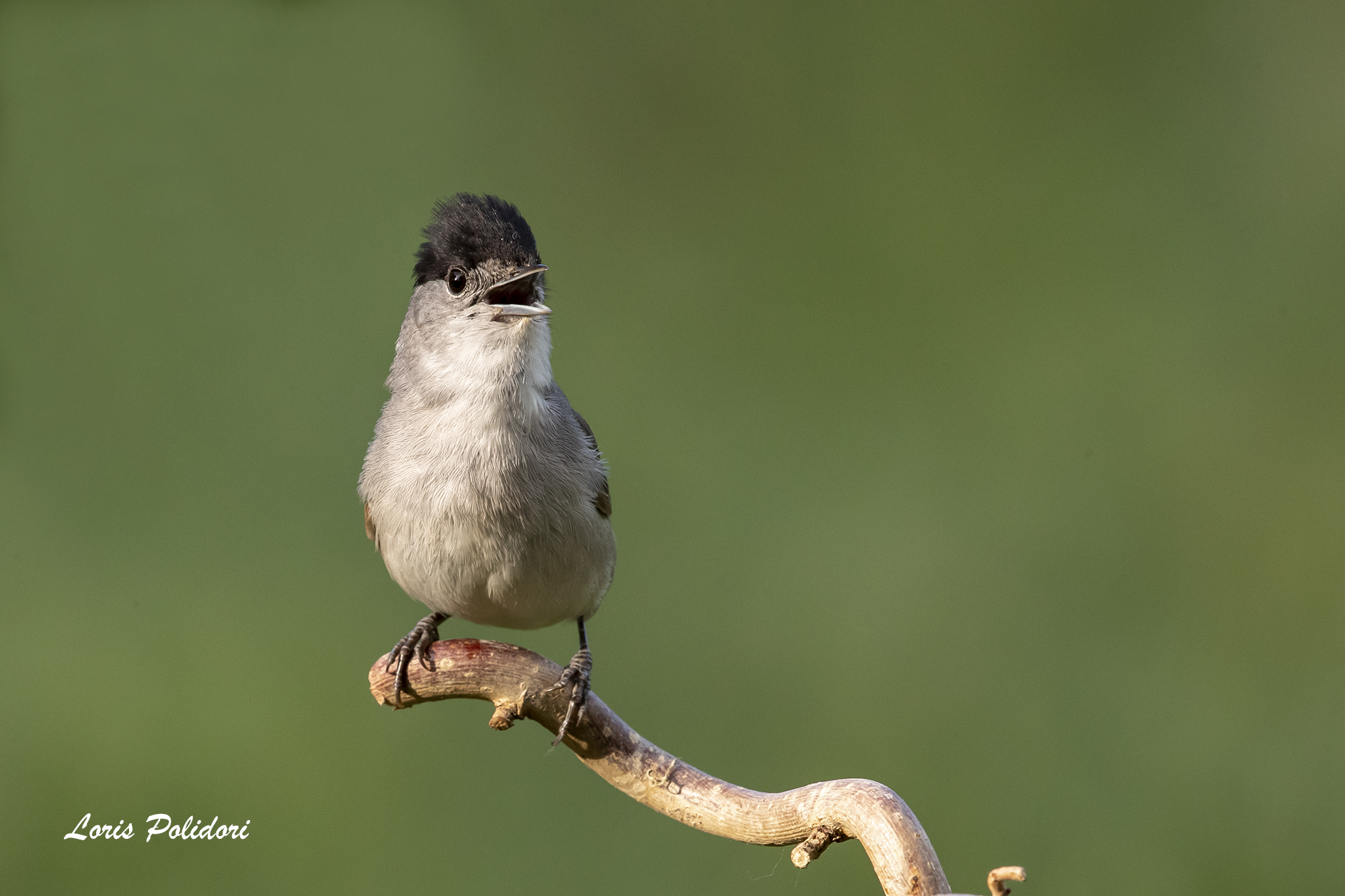 Blackcap