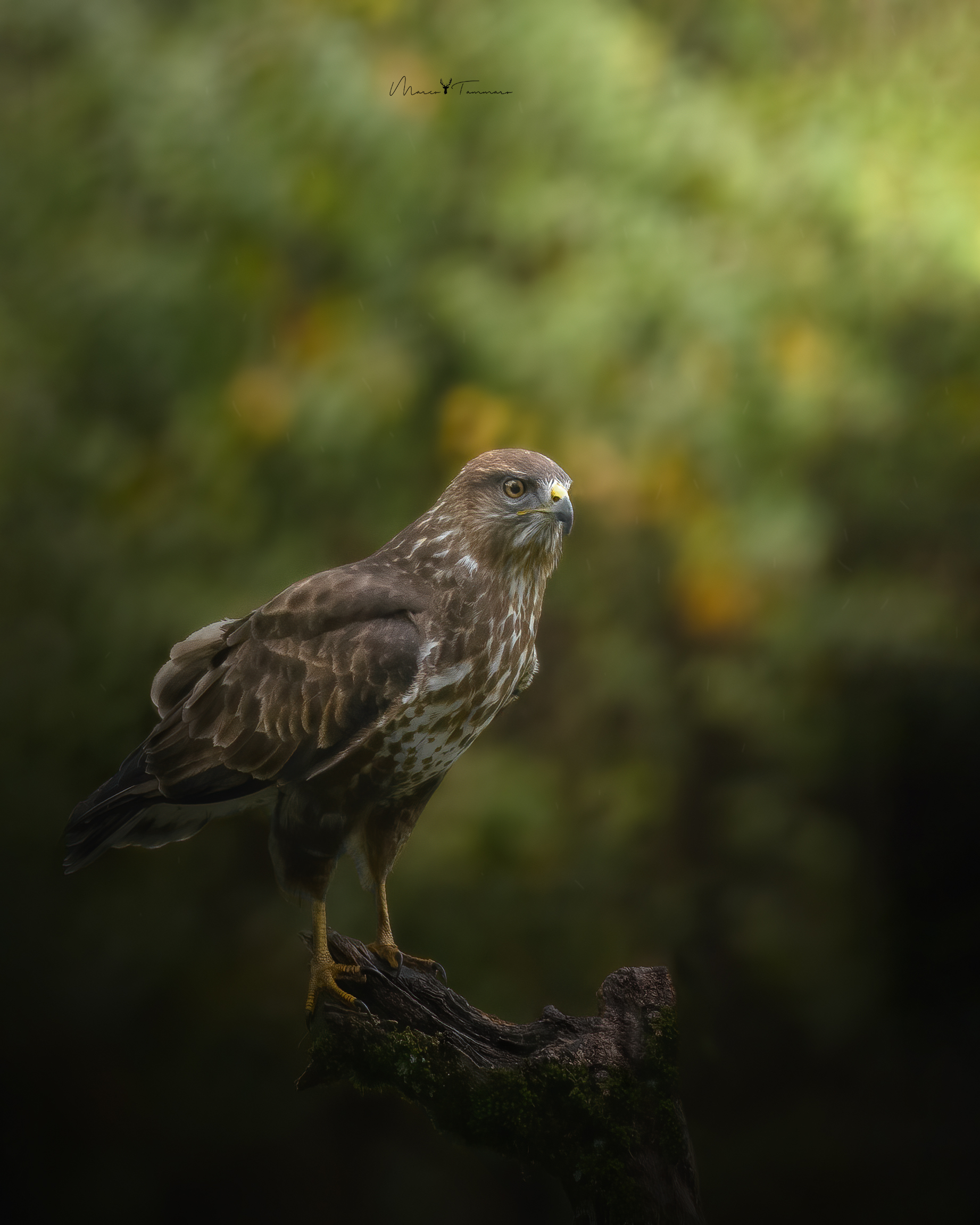 Poiana Buteo Buteo