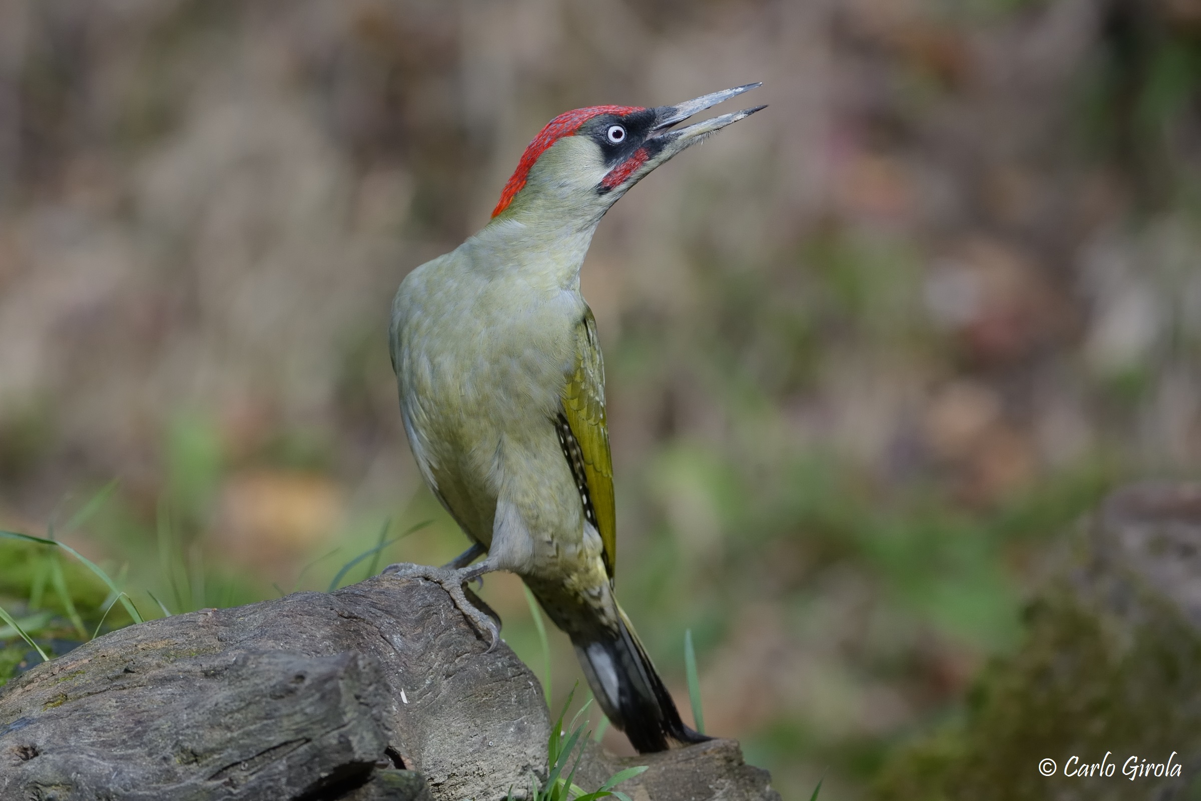 Green Woodpecker (Picus viridis)