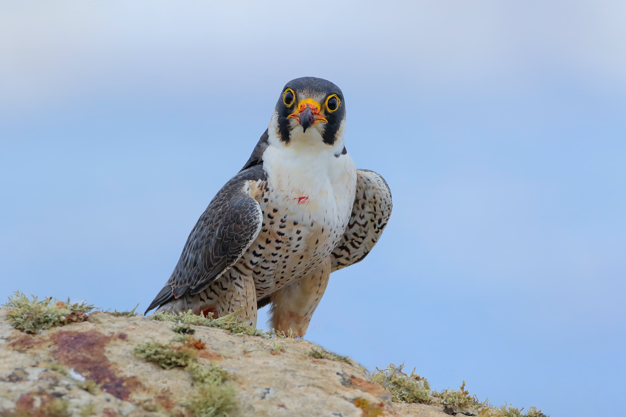 Falco di Barberia ferito al petto (di striscio)