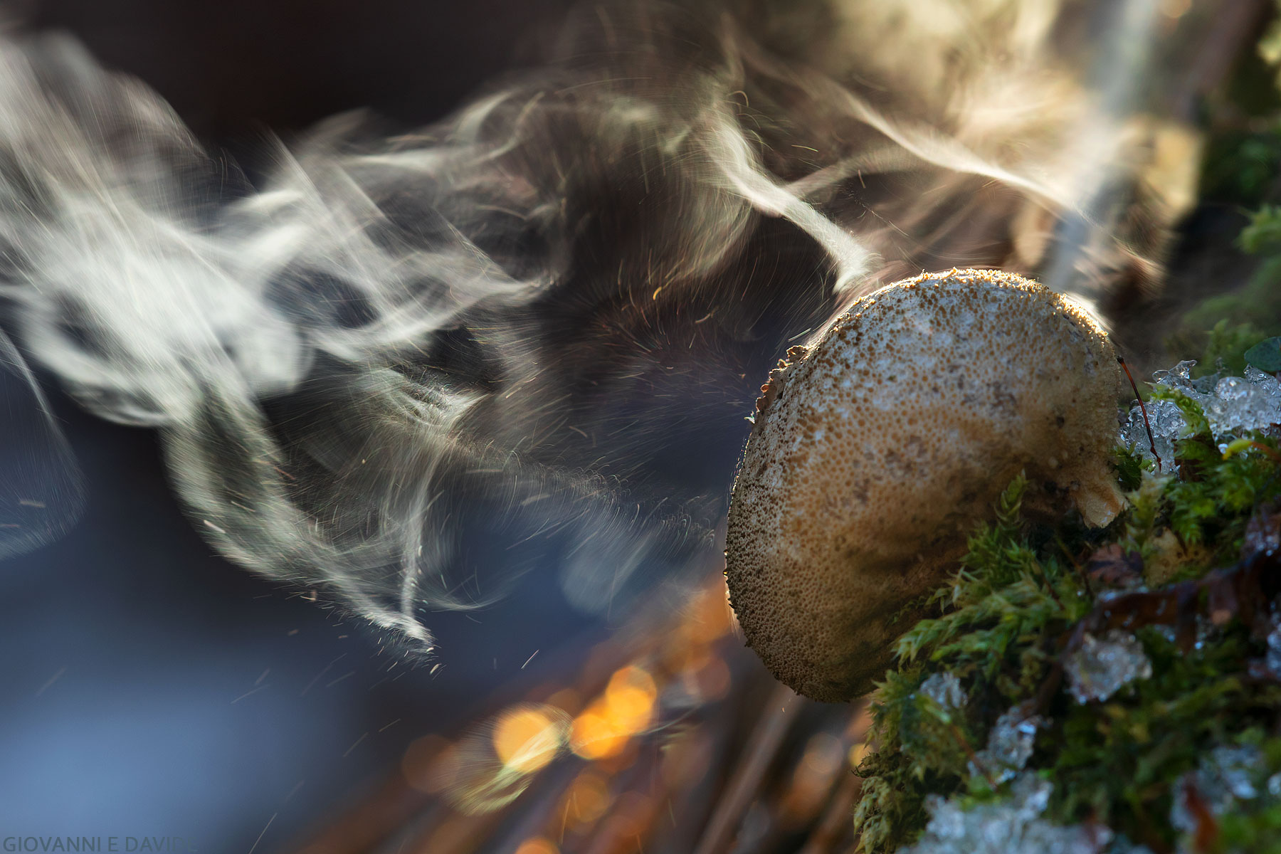 ... Playing with the spores of a fungus...