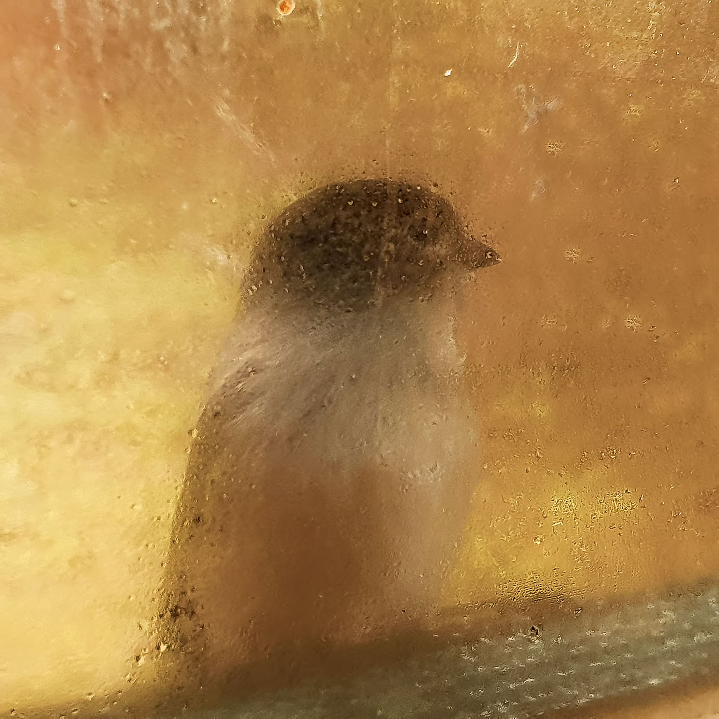 Fa freddo, mi fai entrare???