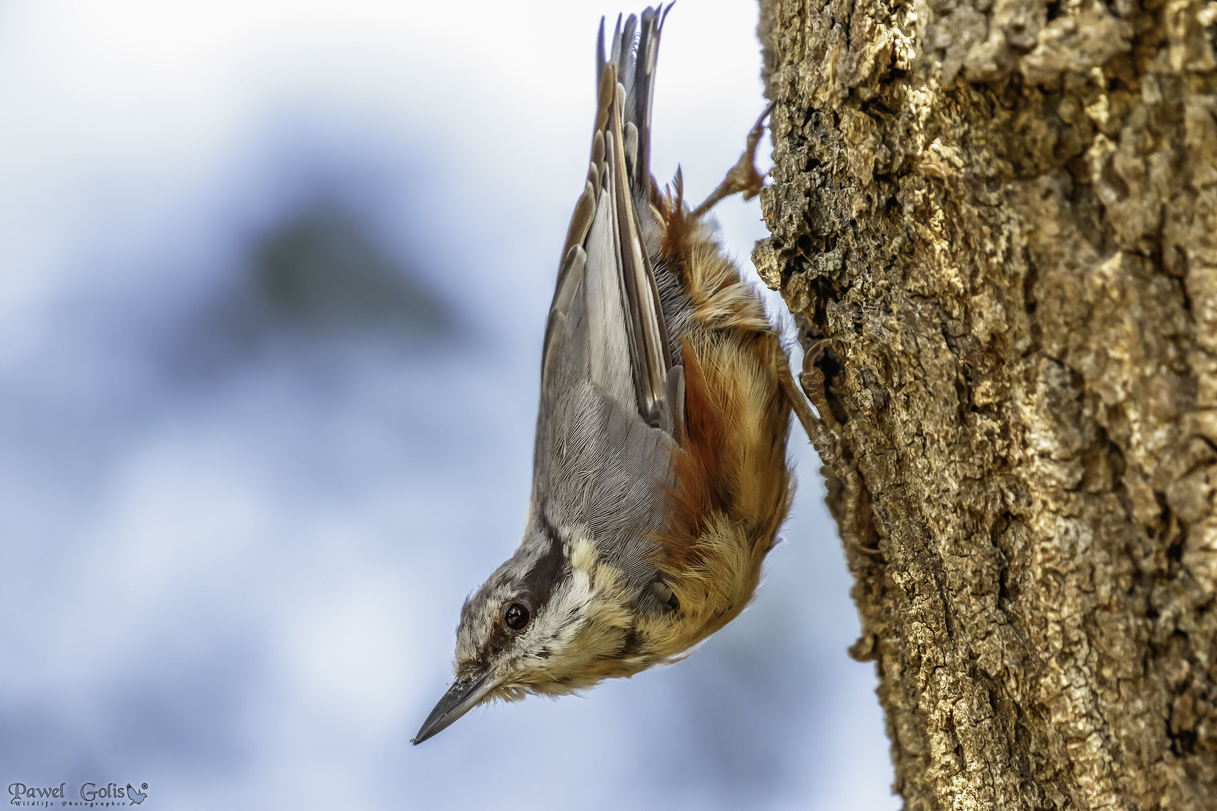 Pettirosso europeo (Erithacus rubecula)