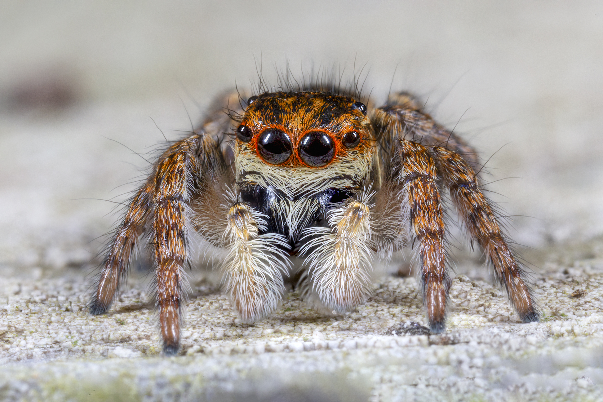 Carrhotus xanthogram female